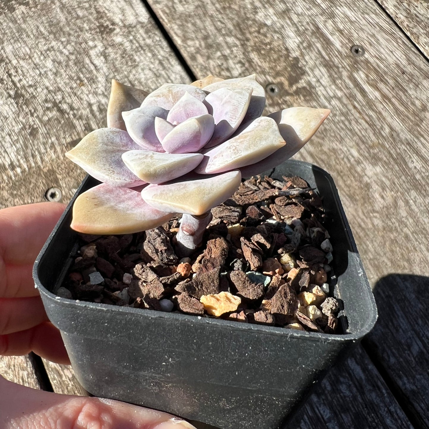 1806 Graptopetalum Superbum
