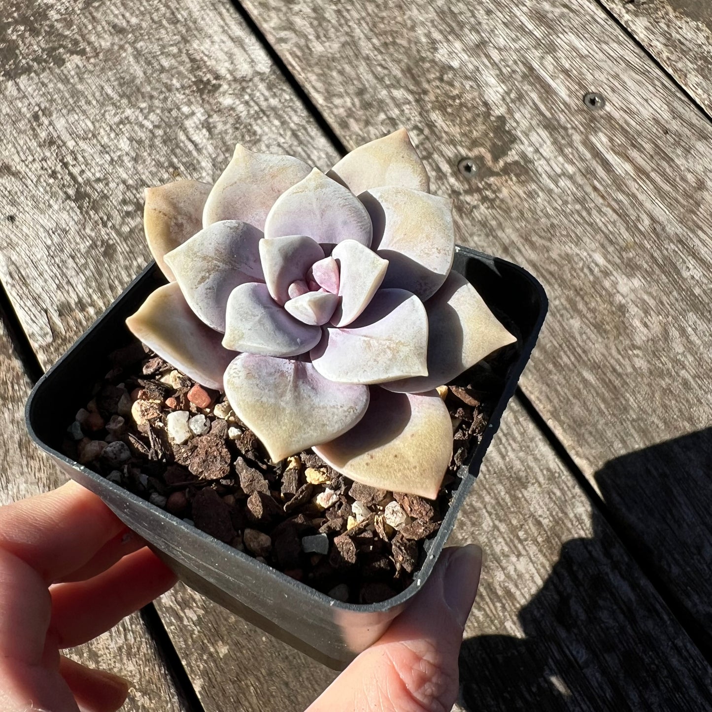 1806 Graptopetalum Superbum