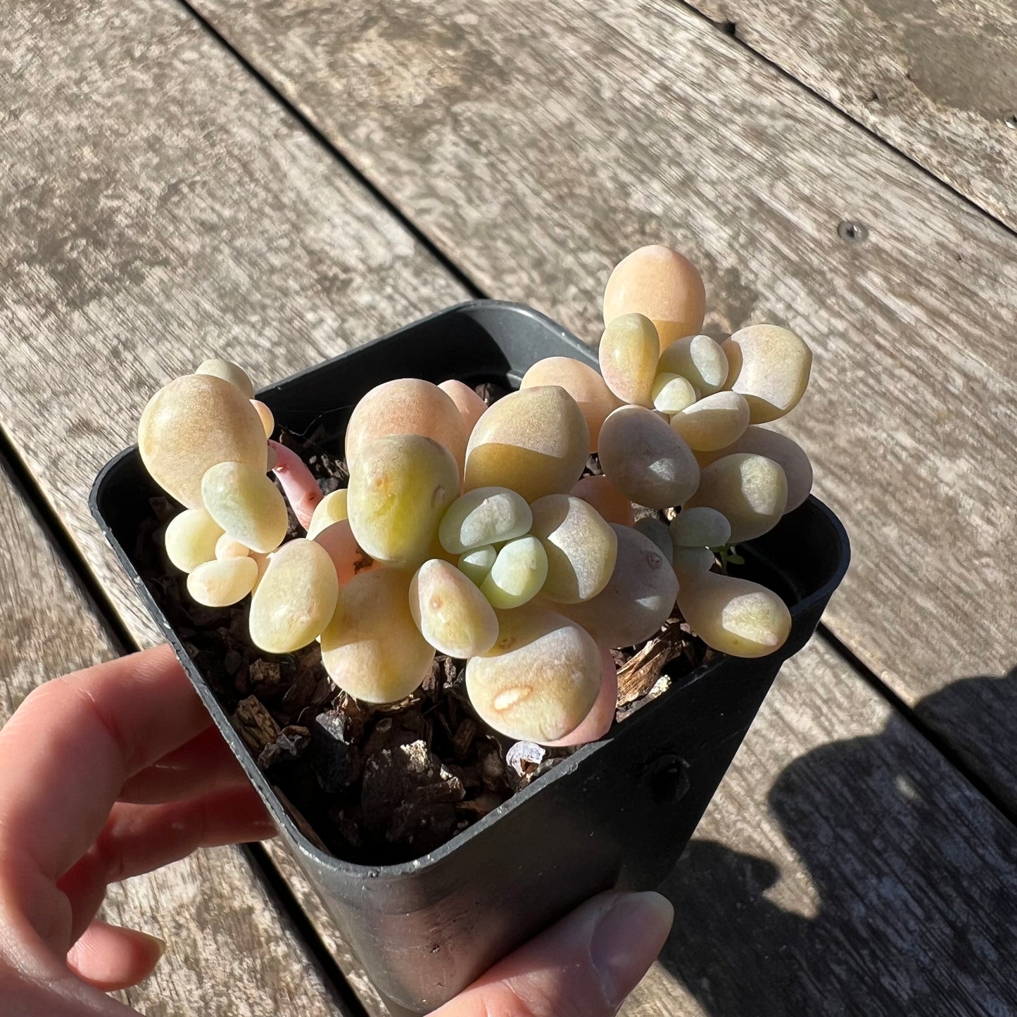 1806 Graptosedum Miul