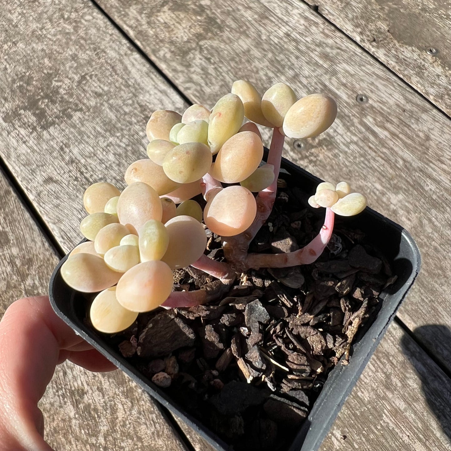 1806 Graptosedum Miul