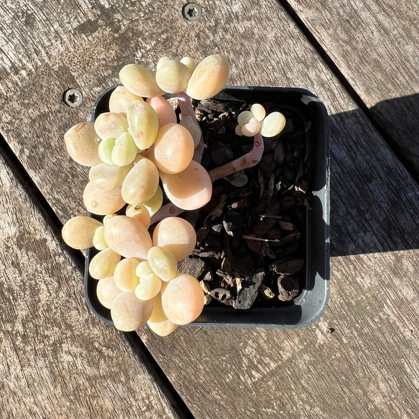 1806 Graptosedum Miul