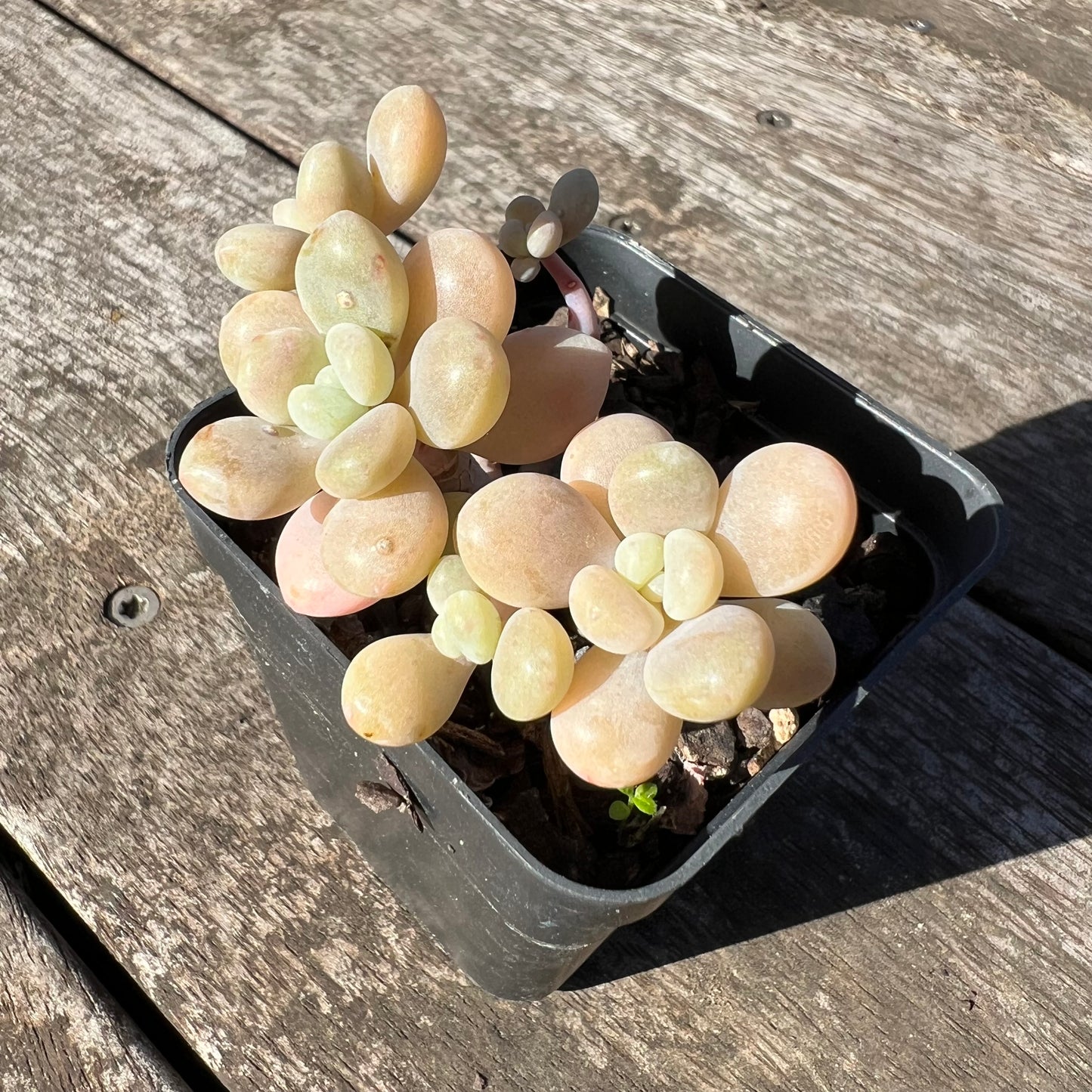 1806 Graptosedum Miul