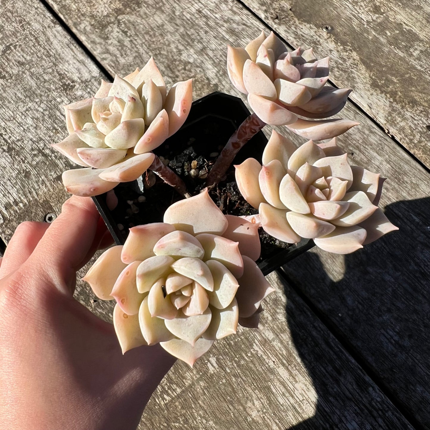 1806 Graptoveria Titubans