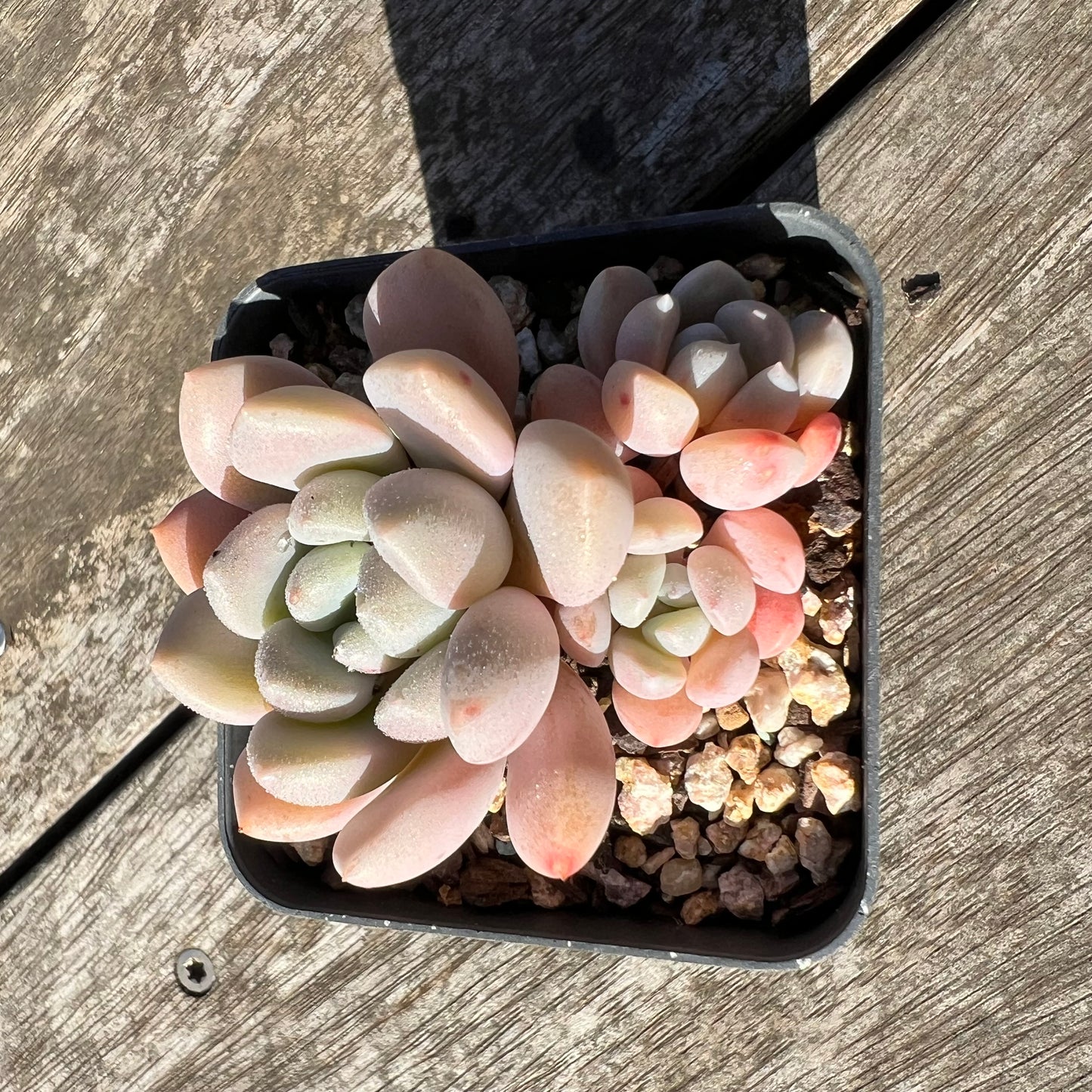 1806 Graptoveria White Dew