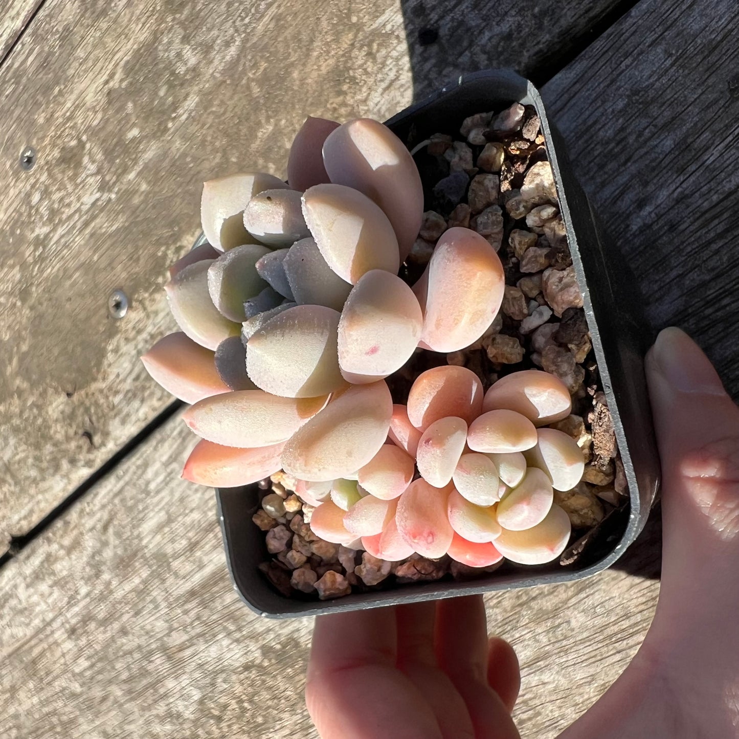 1806 Graptoveria White Dew