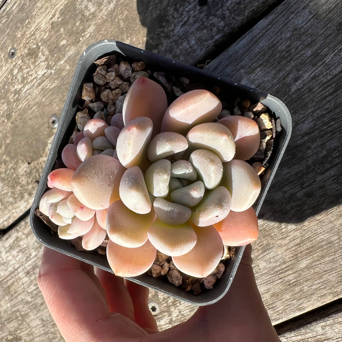 1806 Graptoveria White Dew