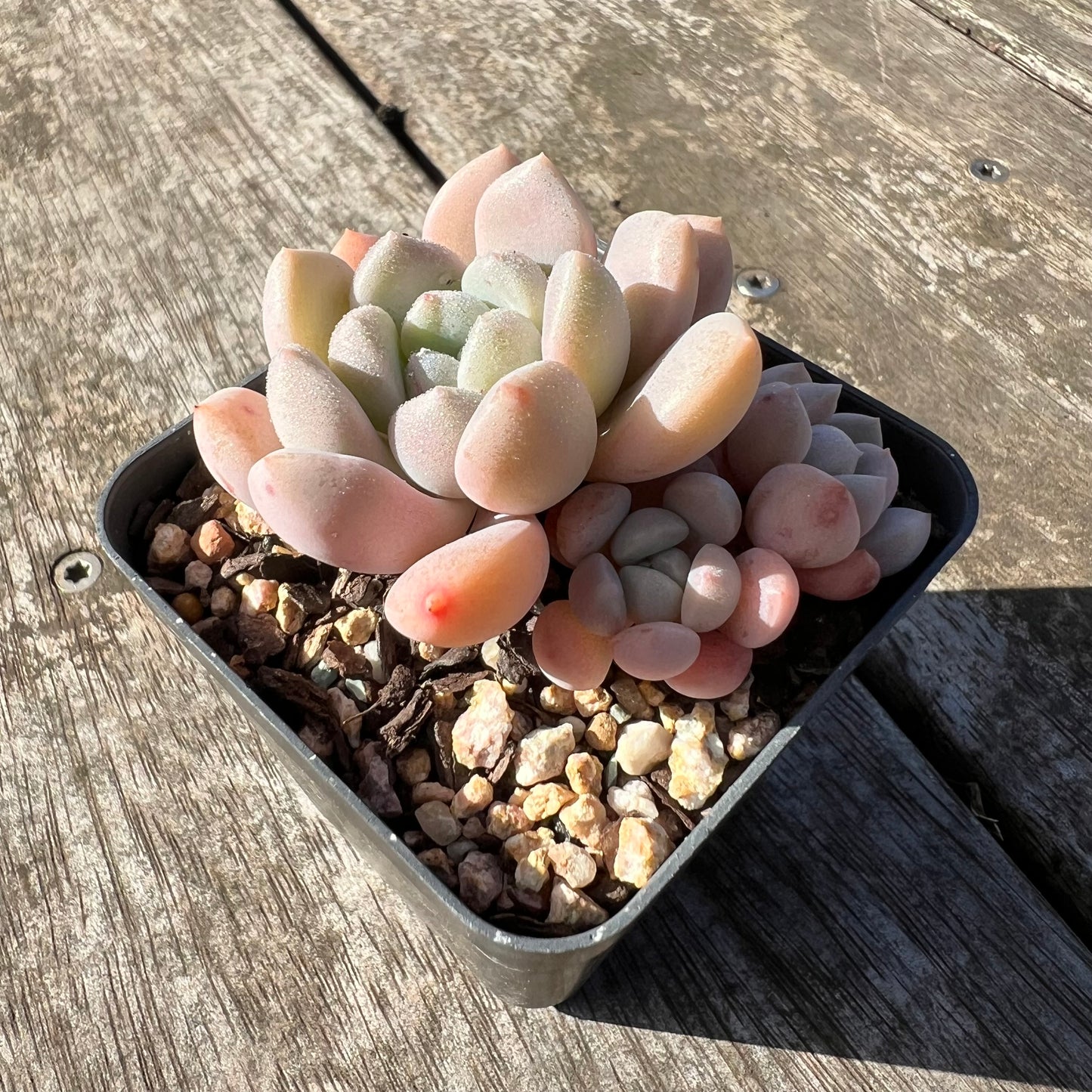 1806 Graptoveria White Dew
