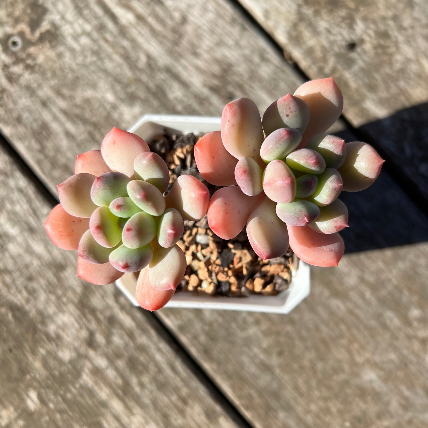 1806 Pachyphytum Omega