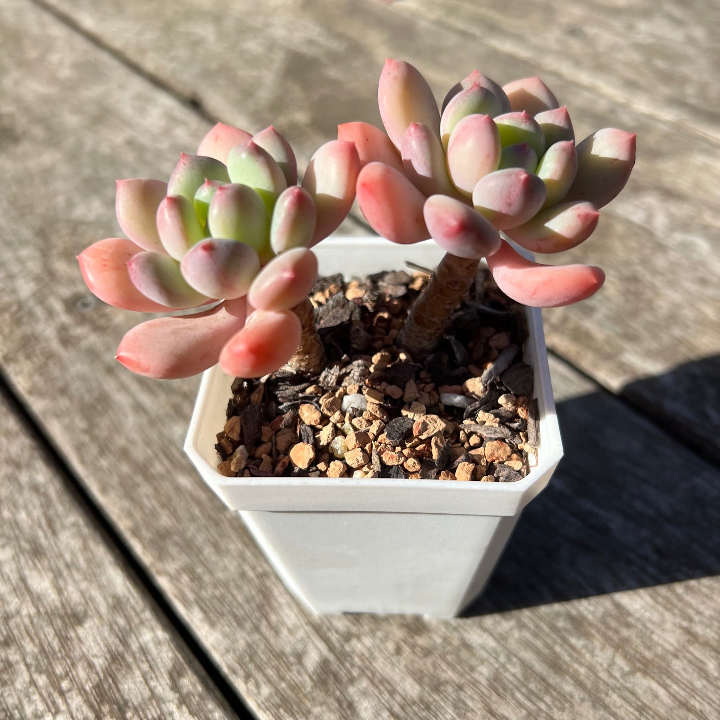 1806 Pachyphytum Omega
