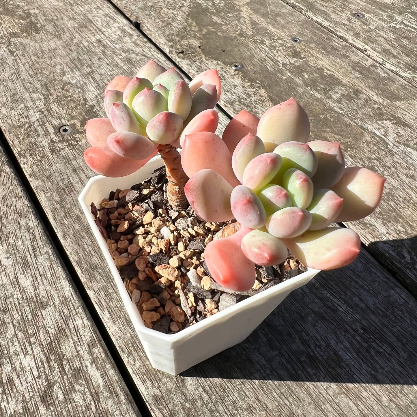 1806 Pachyphytum Omega