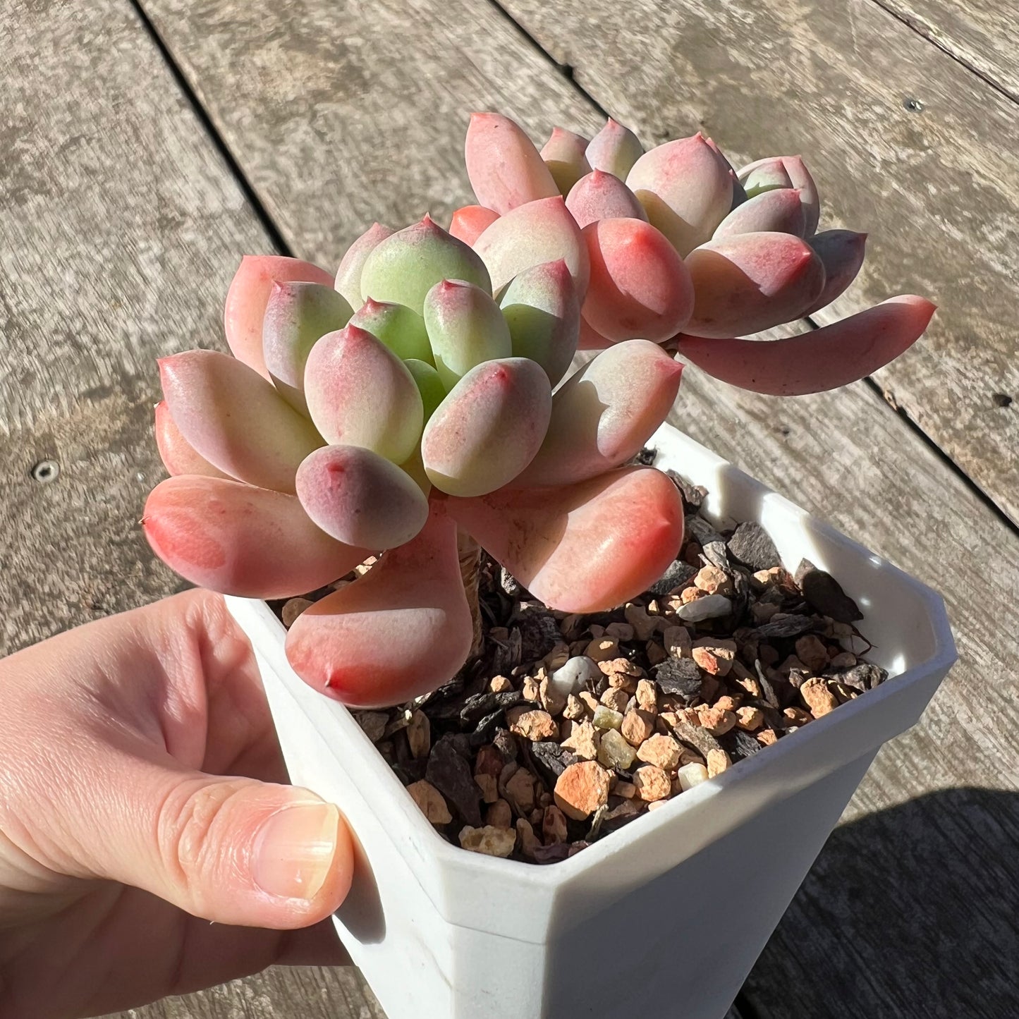 1806 Pachyphytum Omega