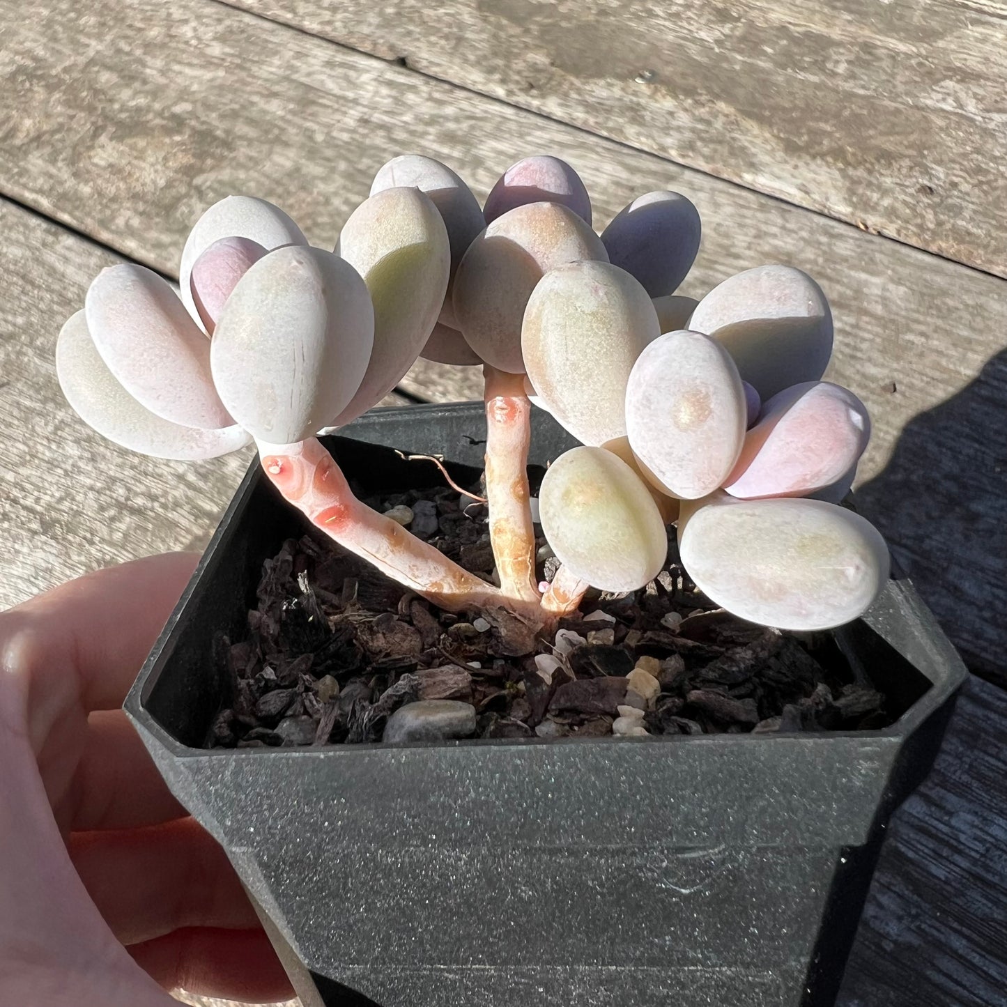 1806 Pachyphytum Orange Snowball