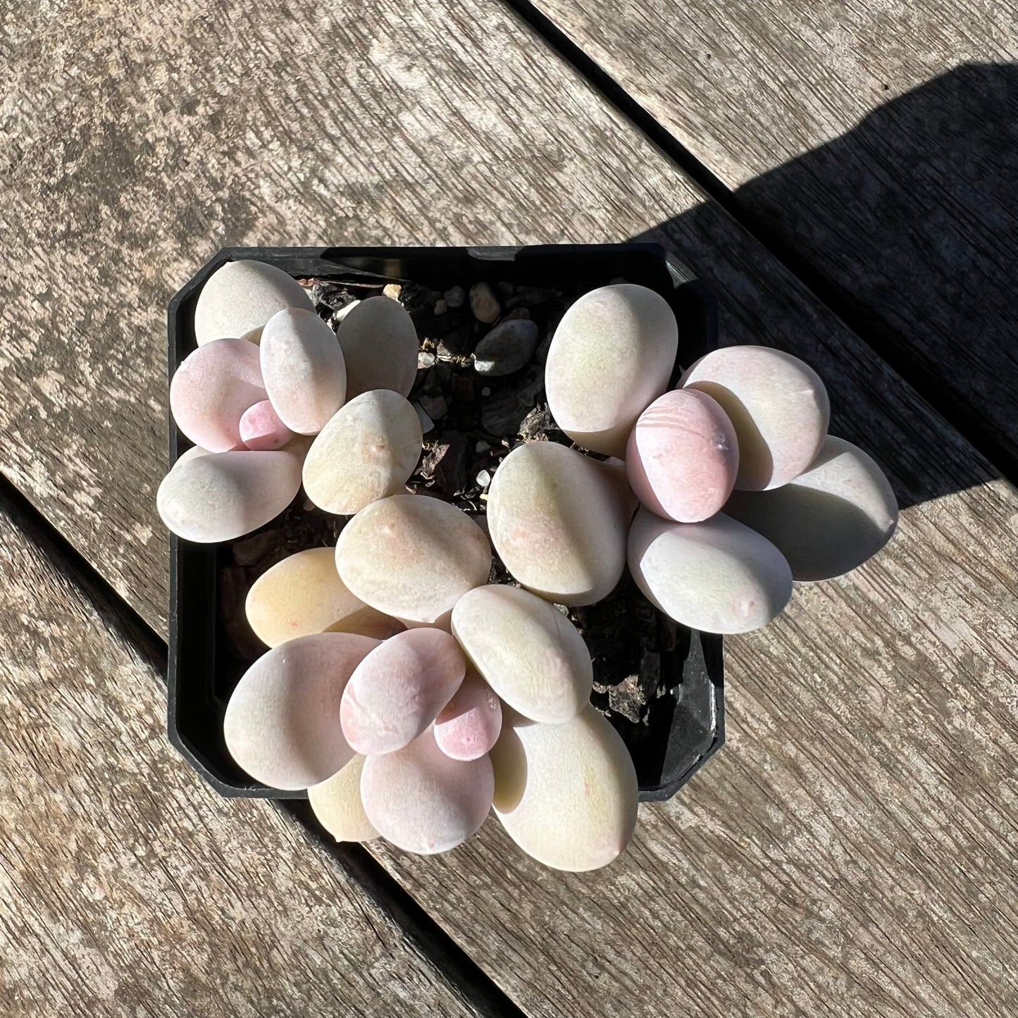1806 Pachyphytum Orange Snowball