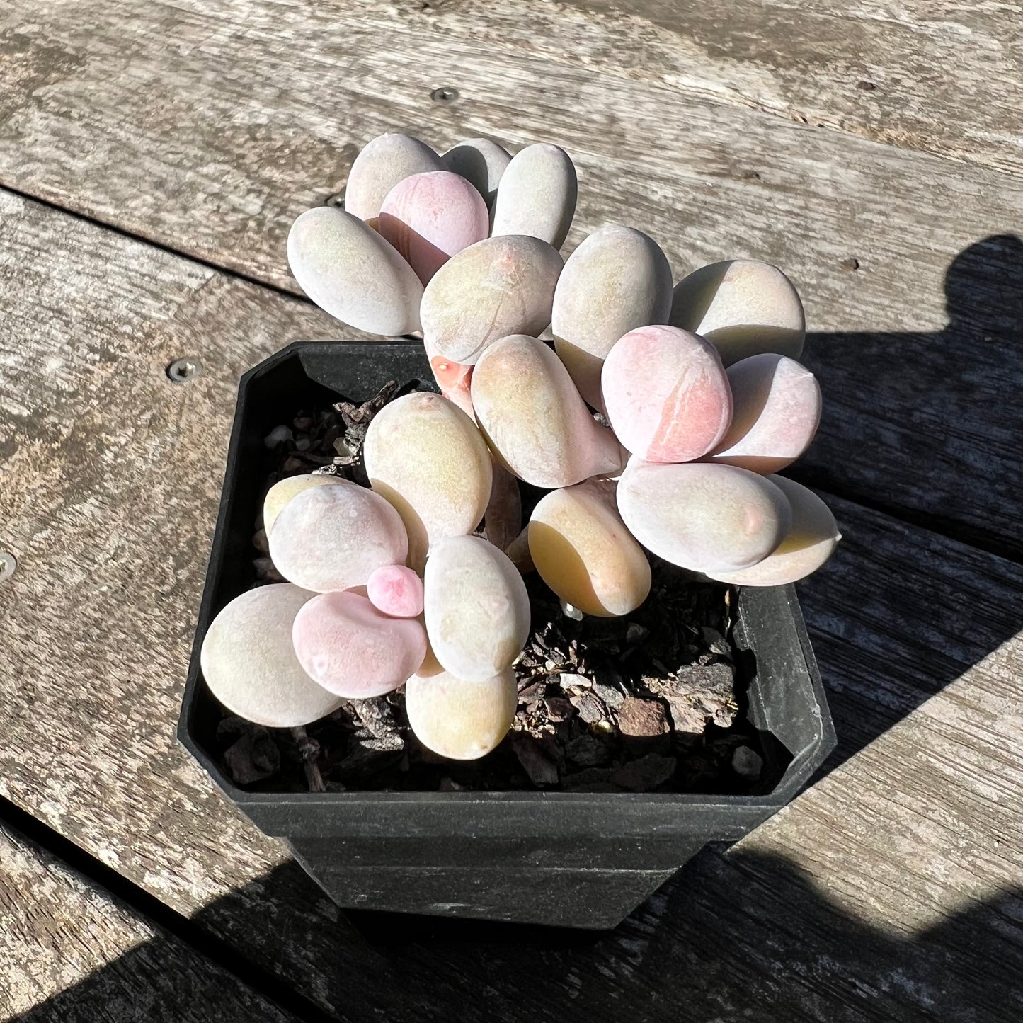1806 Pachyphytum Orange Snowball
