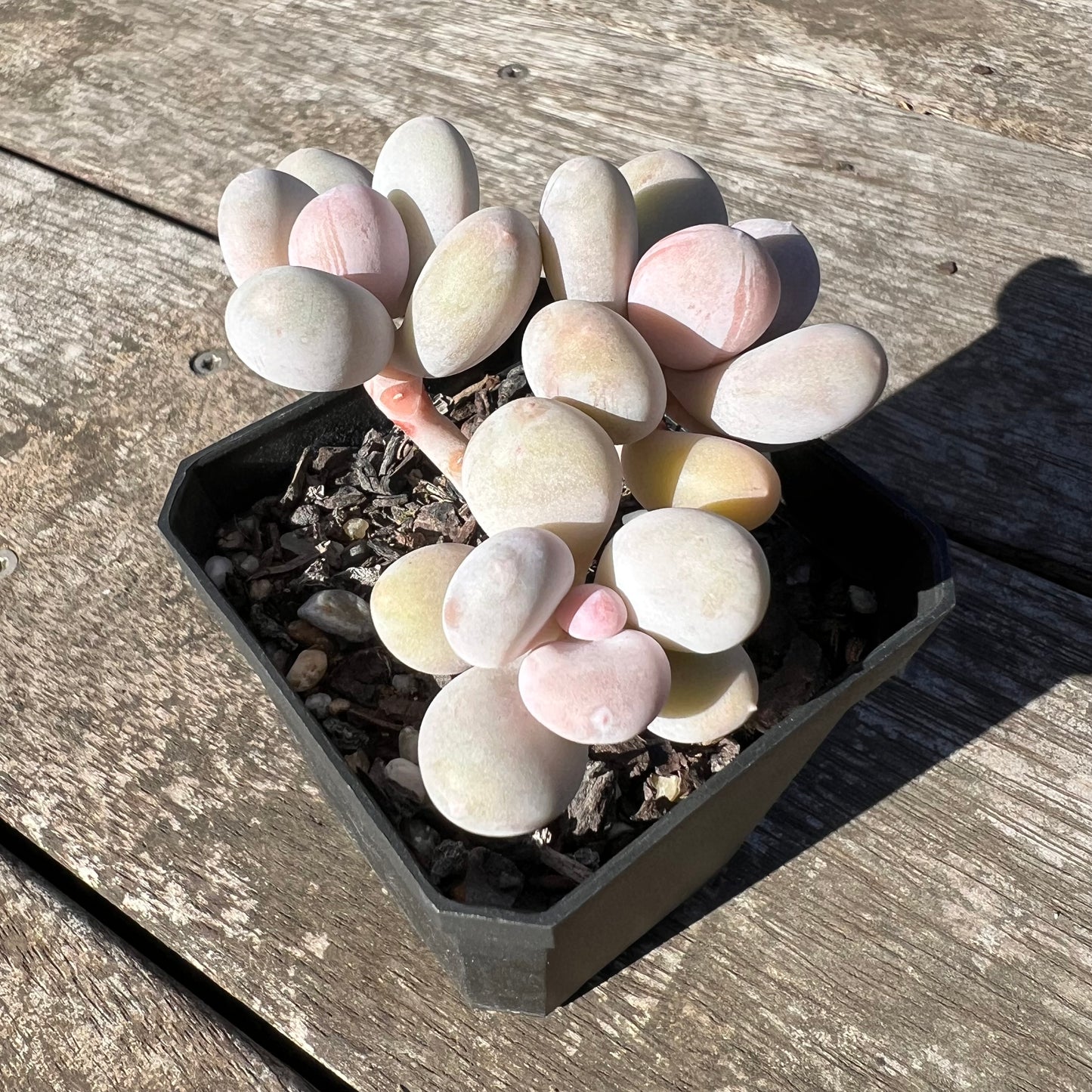 1806 Pachyphytum Orange Snowball