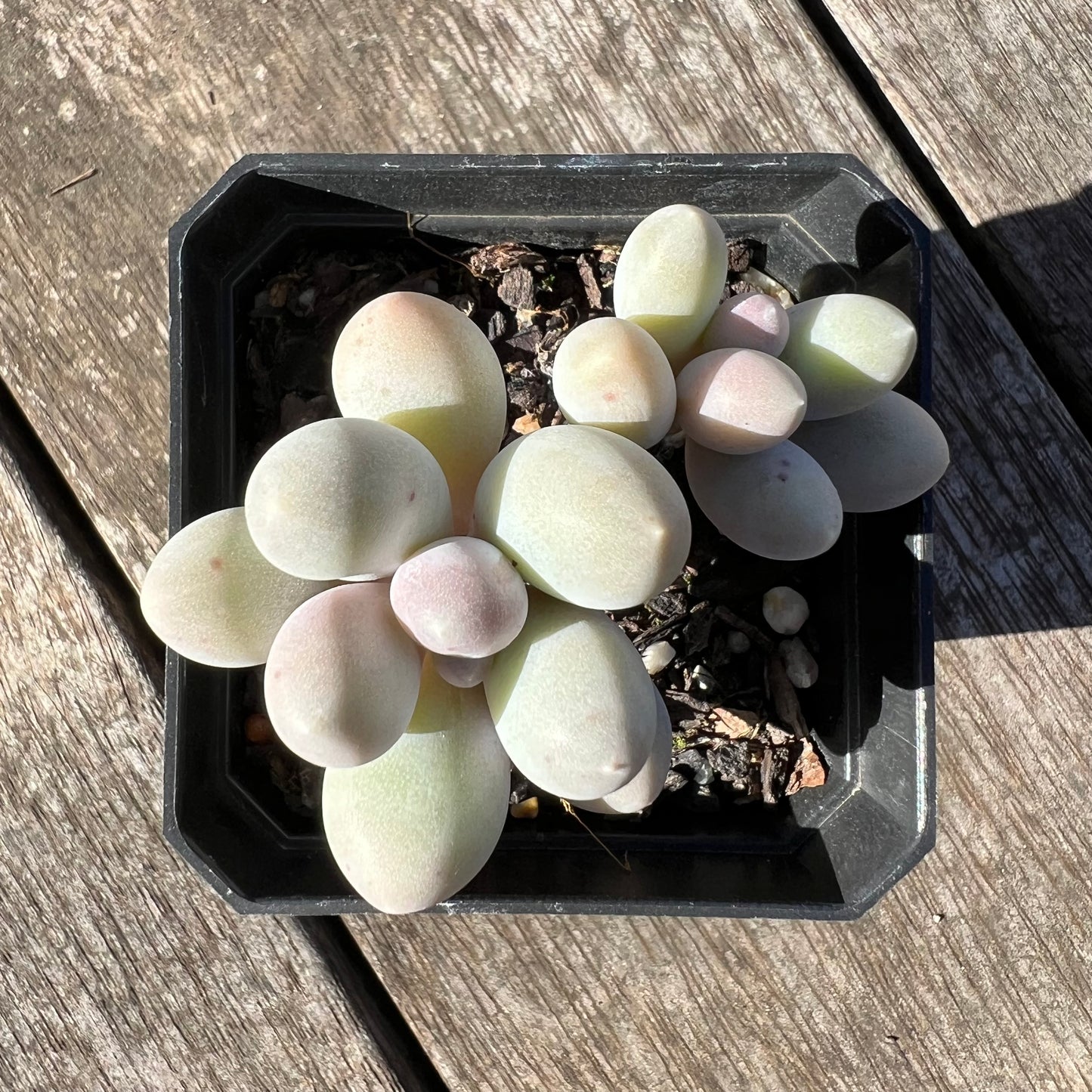 1806 Pachyphytum 'Egg Tart'