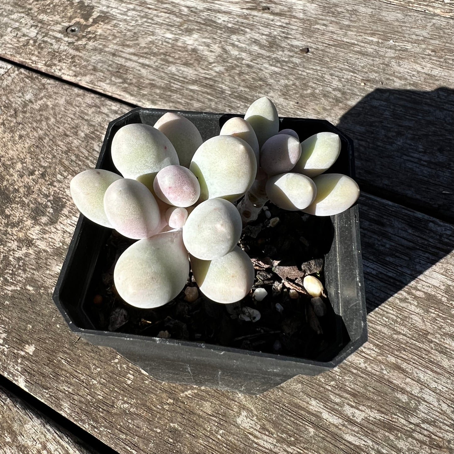 1806 Pachyphytum 'Egg Tart'