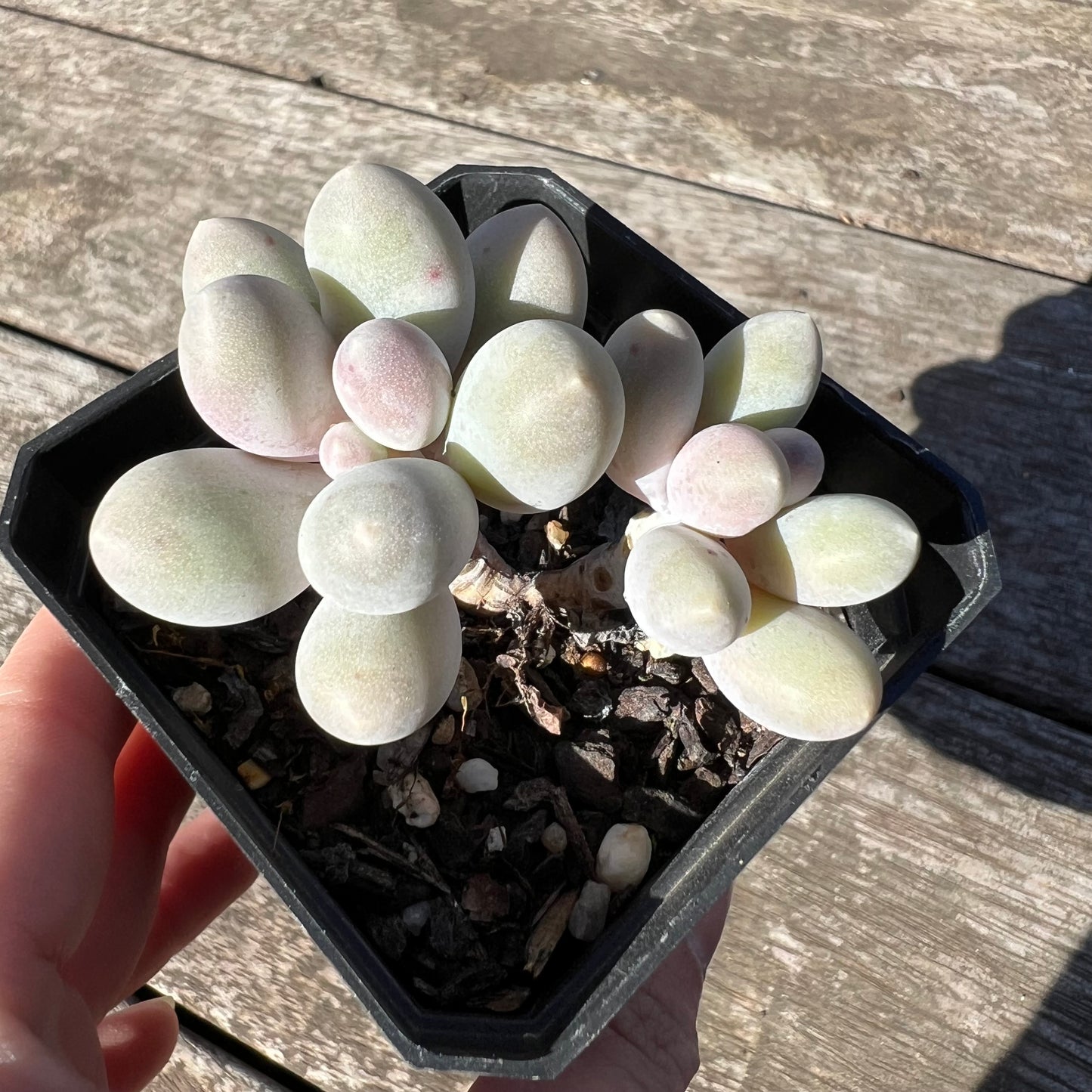 1806 Pachyphytum 'Egg Tart'