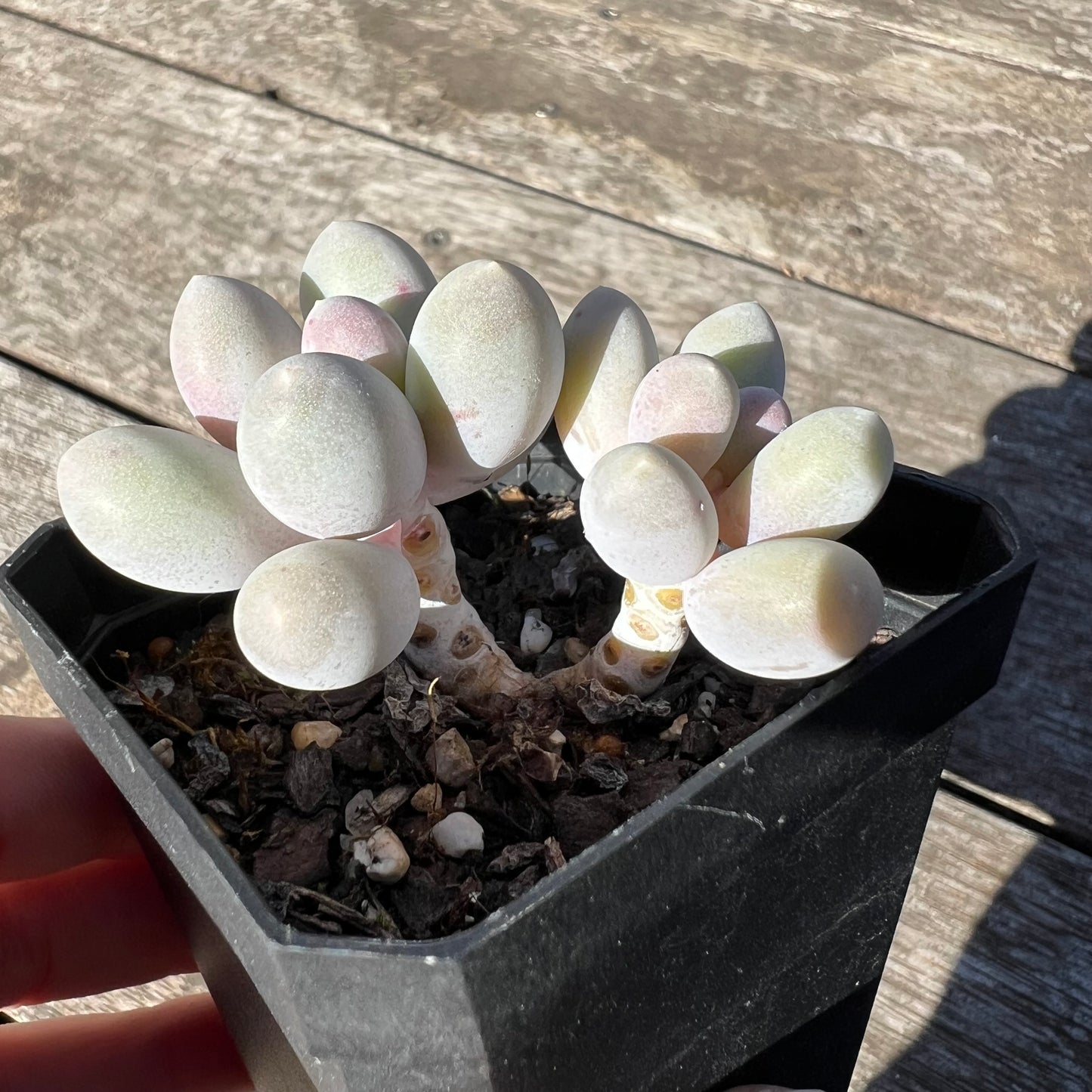 1806 Pachyphytum 'Egg Tart'