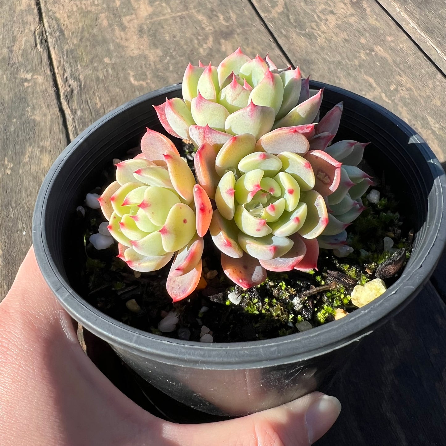1806 Echeveria Shichifuku Bini