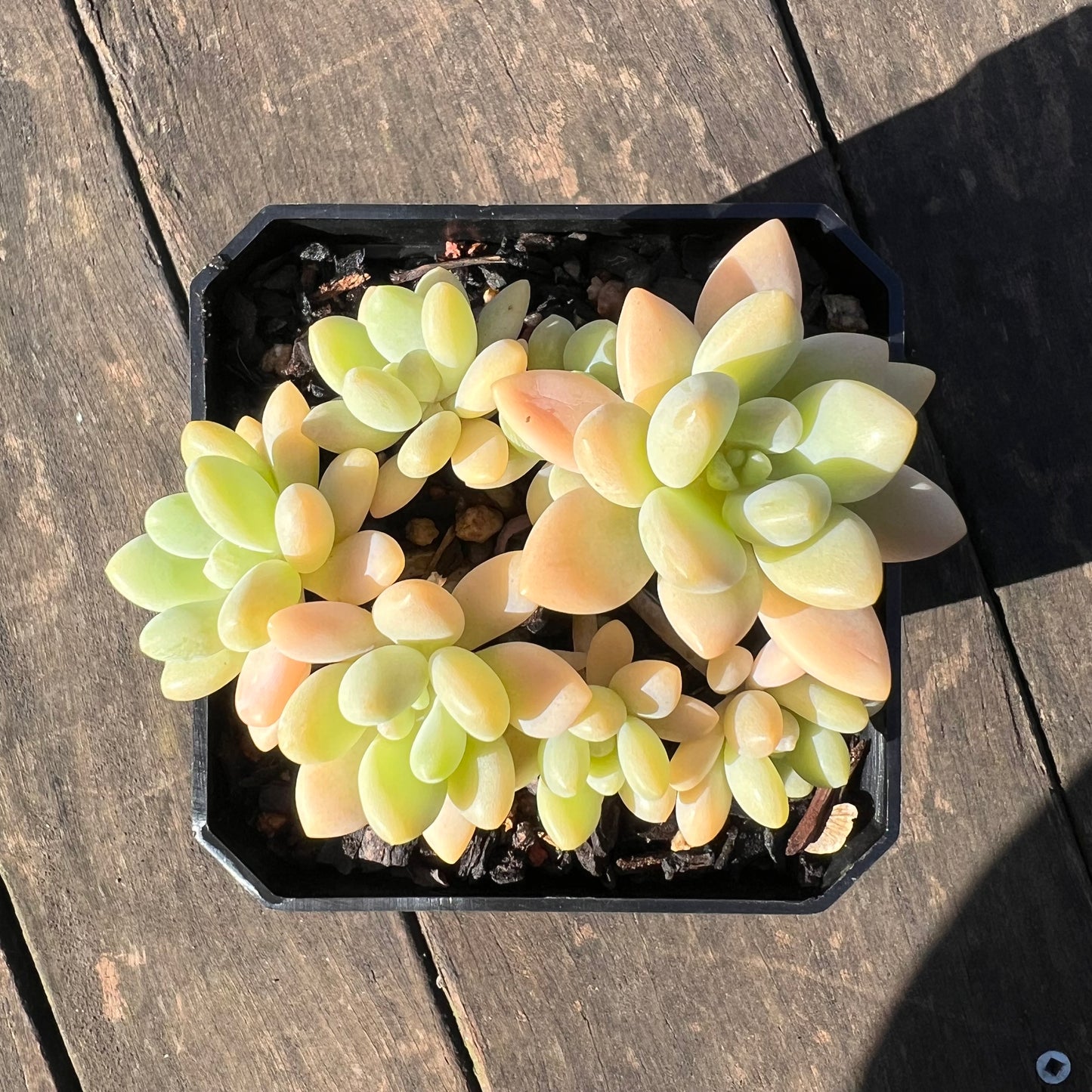 1806 Sedum Clavatum R. T. Clausen x Lavender Pebbles