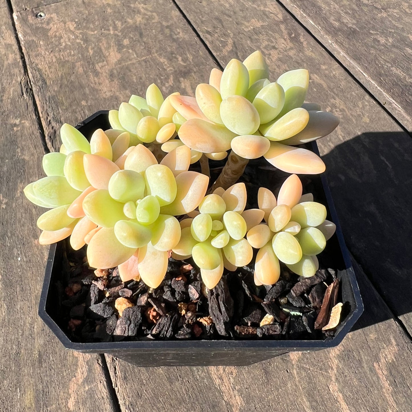 1806 Sedum Clavatum R. T. Clausen x Lavender Pebbles