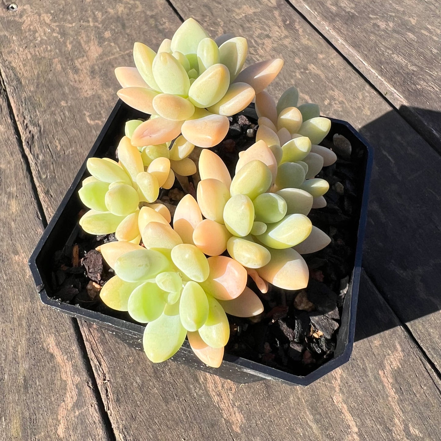 1806 Sedum Clavatum R. T. Clausen x Lavender Pebbles