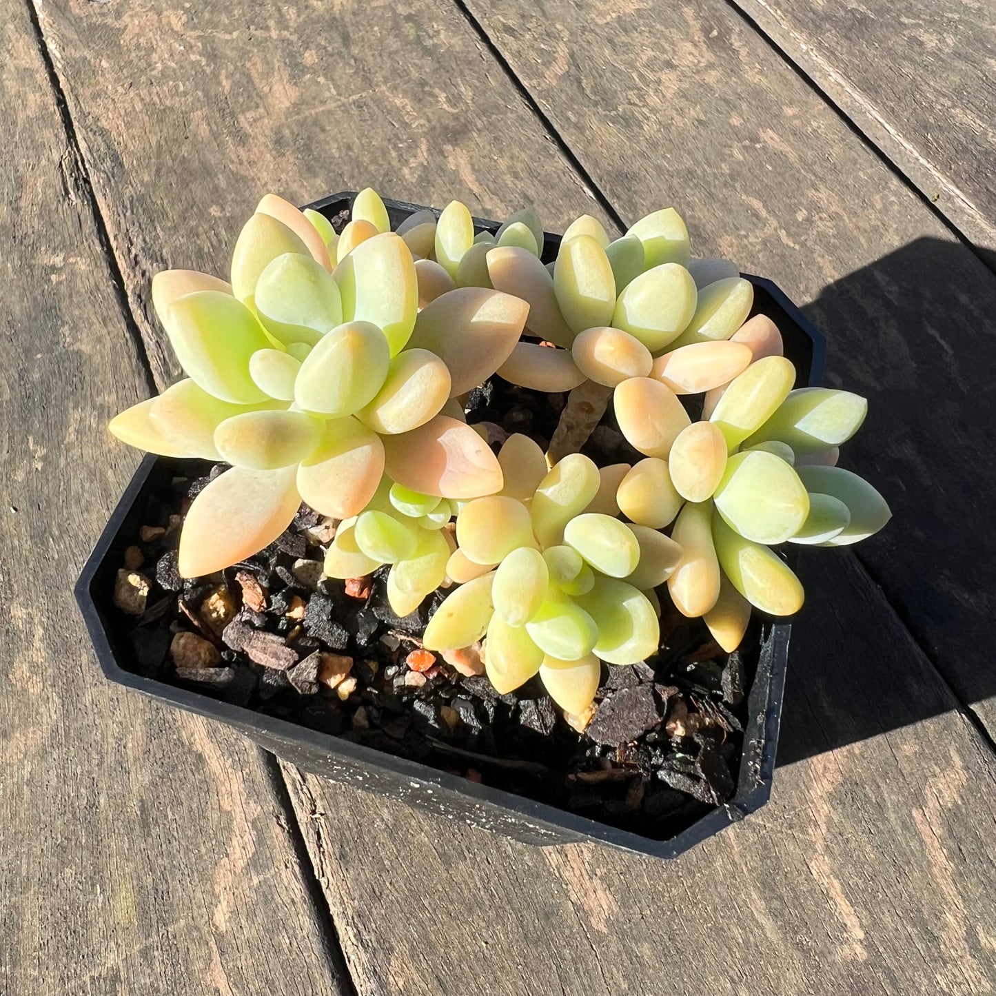 1806 Sedum Clavatum R. T. Clausen x Lavender Pebbles