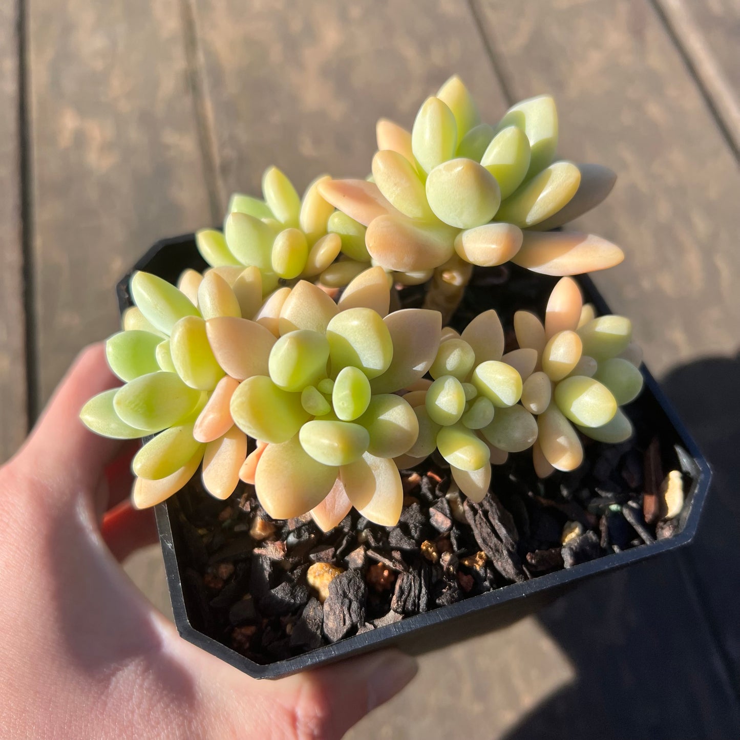 1806 Sedum Clavatum R. T. Clausen x Lavender Pebbles