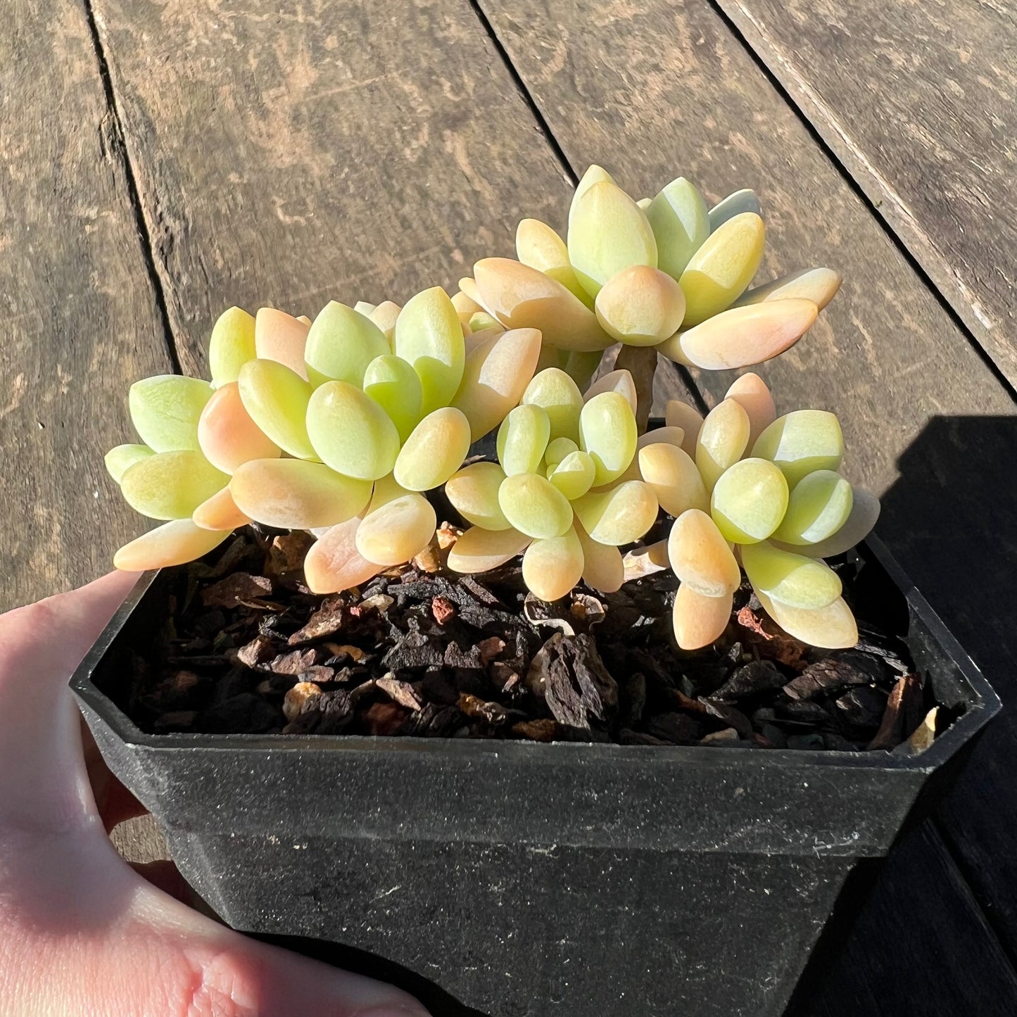 1806 Sedum Clavatum R. T. Clausen x Lavender Pebbles