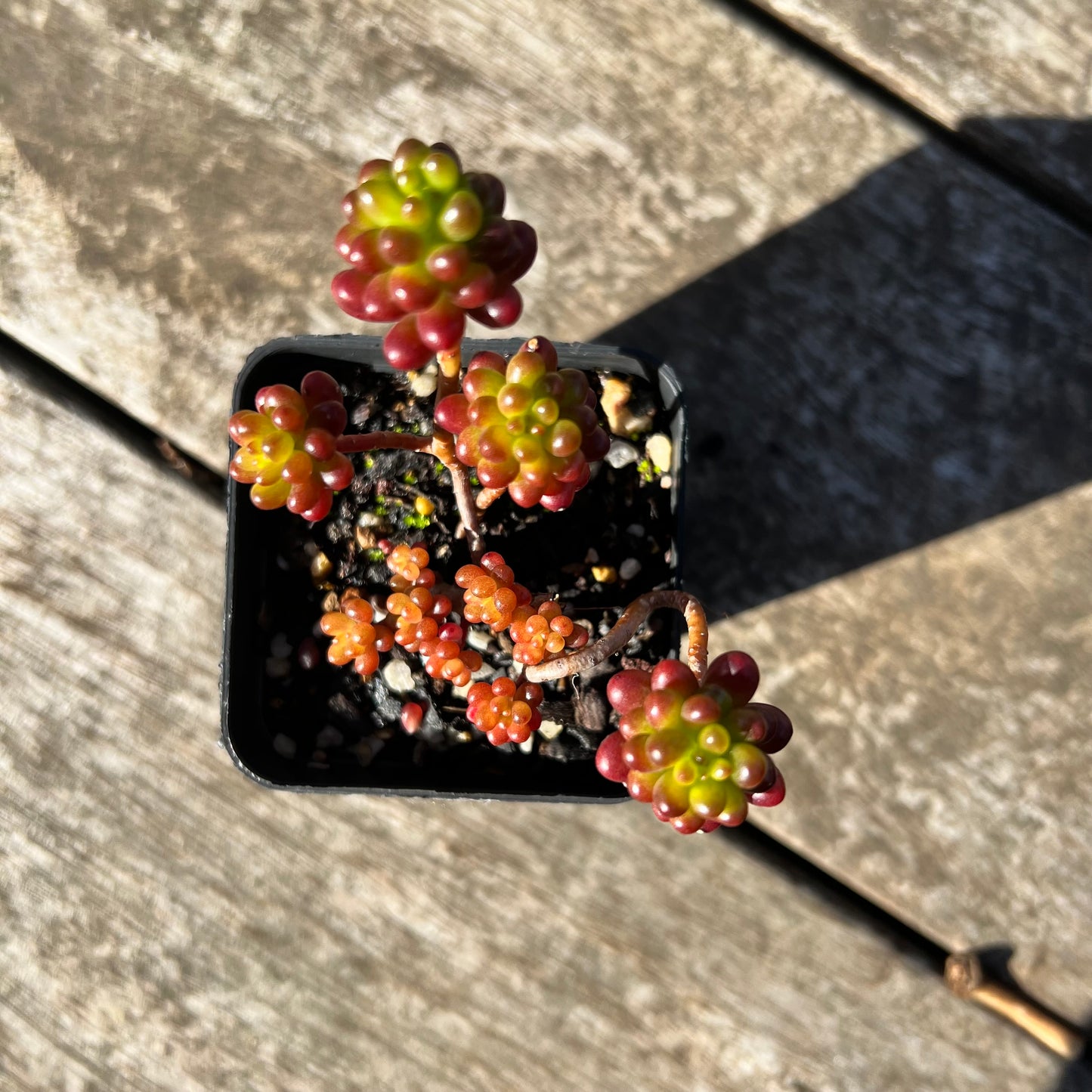 1706 Sedum Rubrotinctum 'Red Berry'