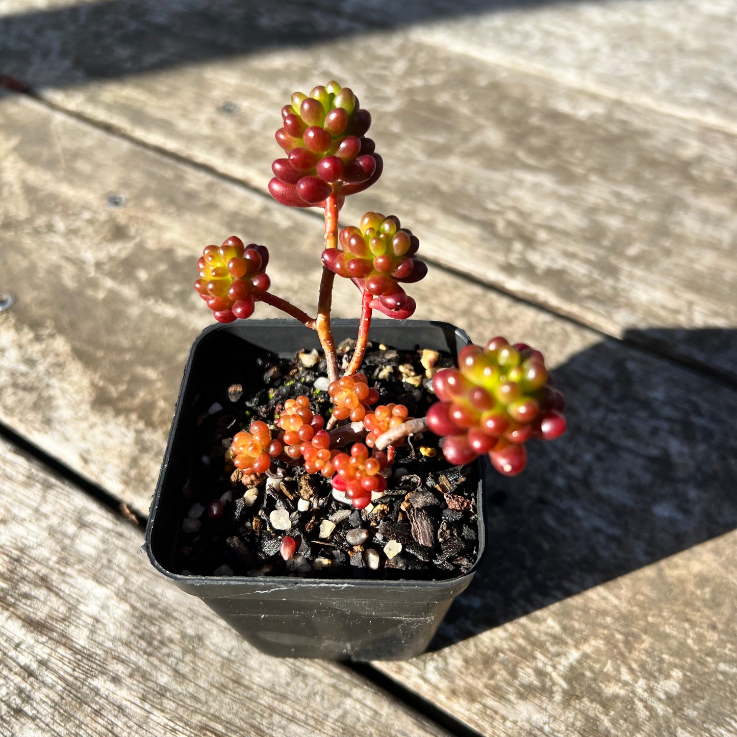 1706 Sedum Rubrotinctum 'Red Berry'