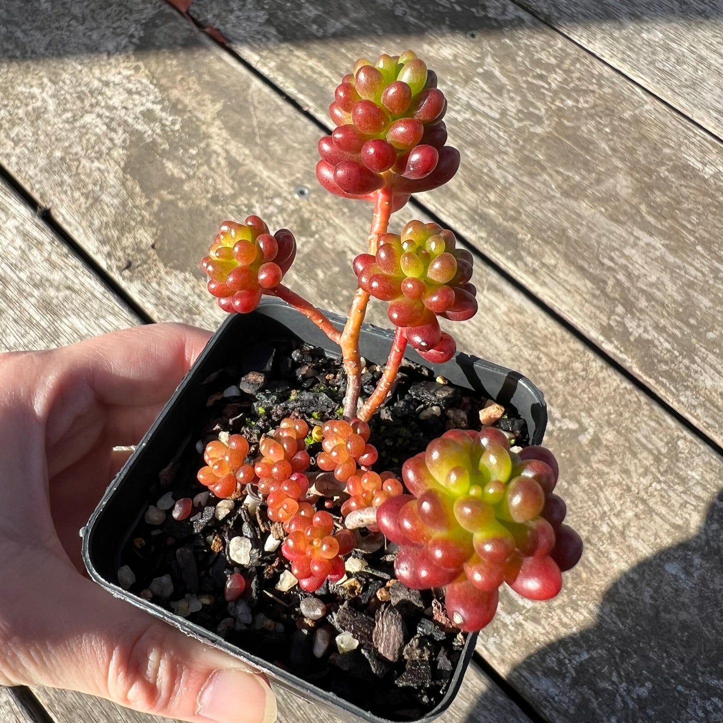 1706 Sedum Rubrotinctum 'Red Berry'