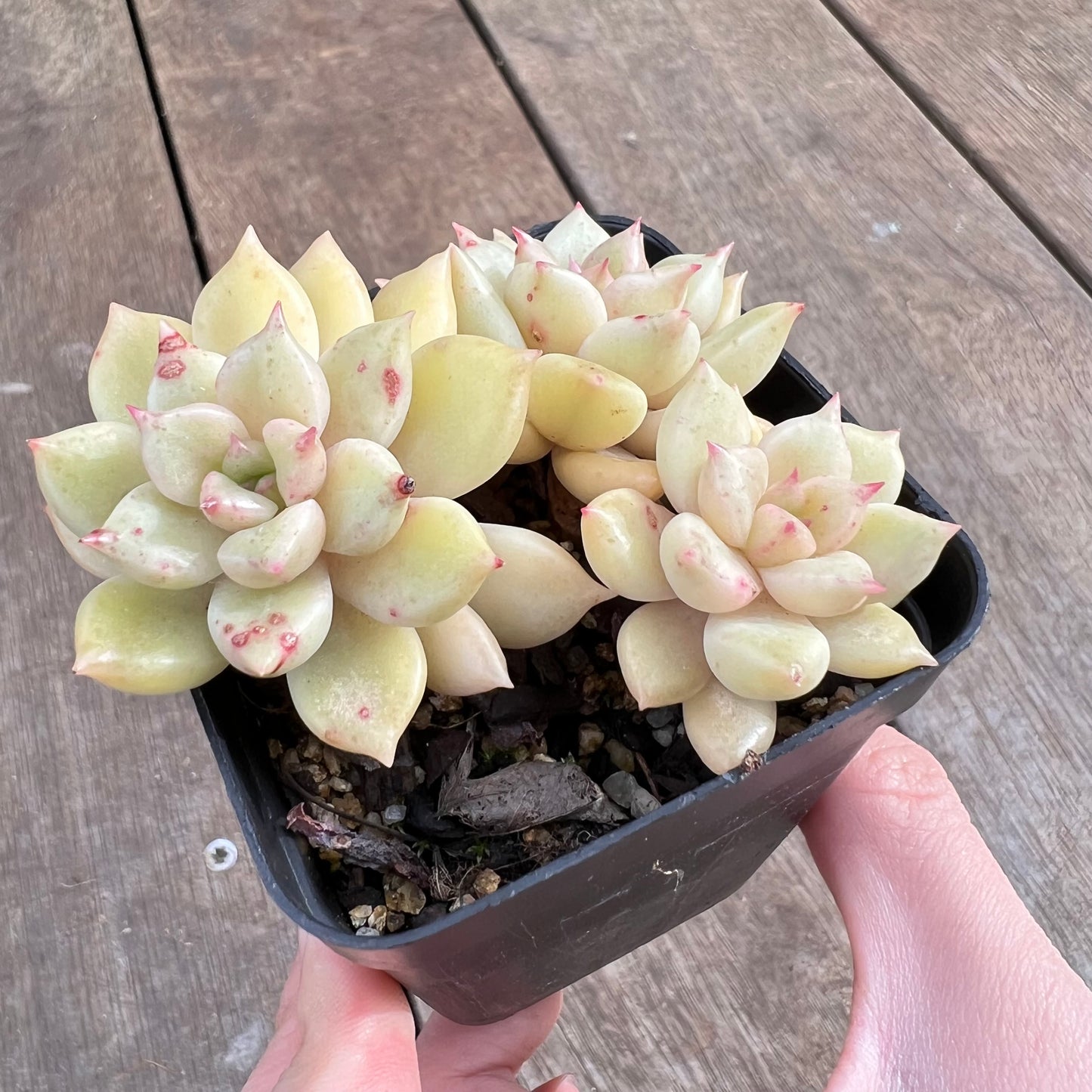 1807 Echeveria Arzee