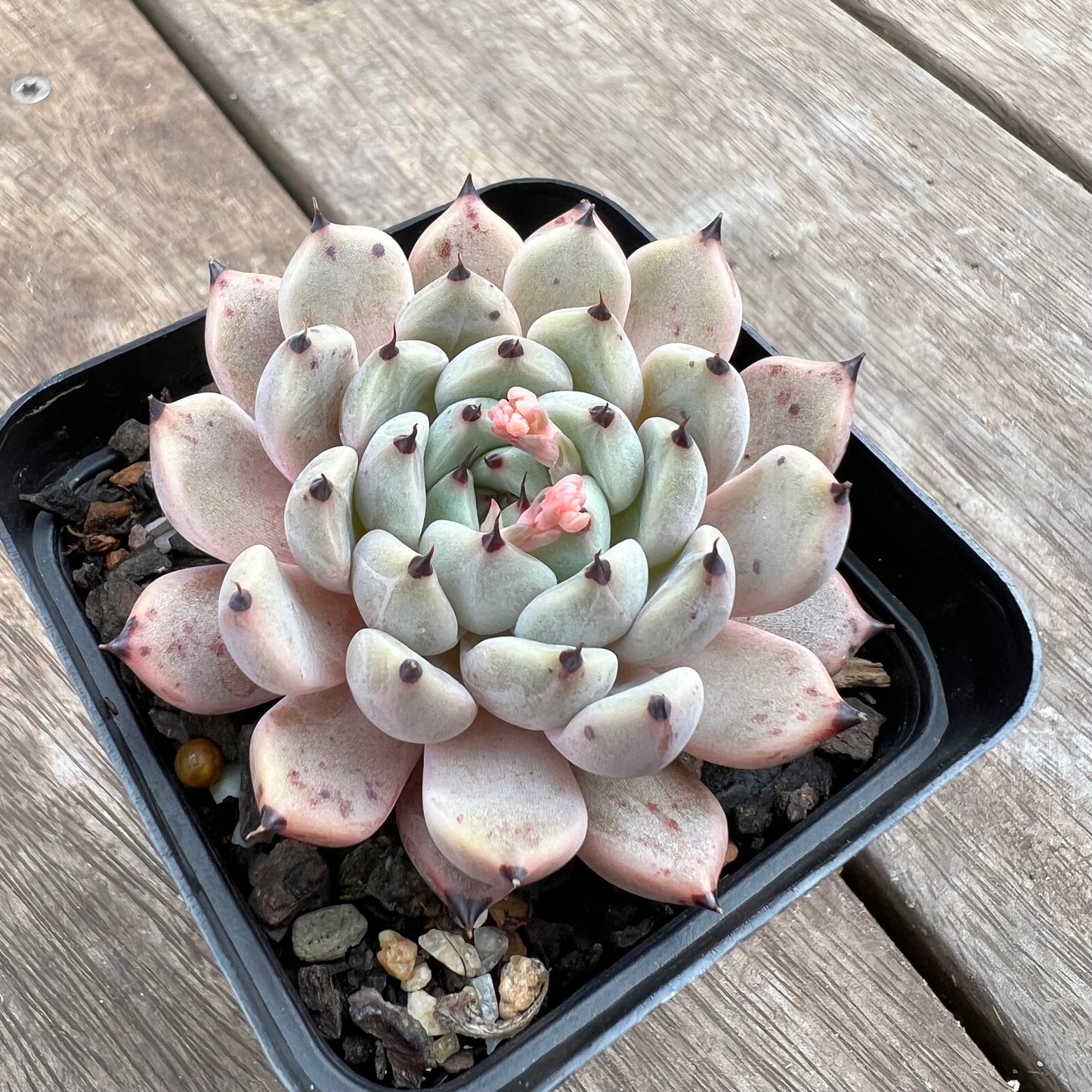 1807 Echeveria Cuspidata var.Zaragozae