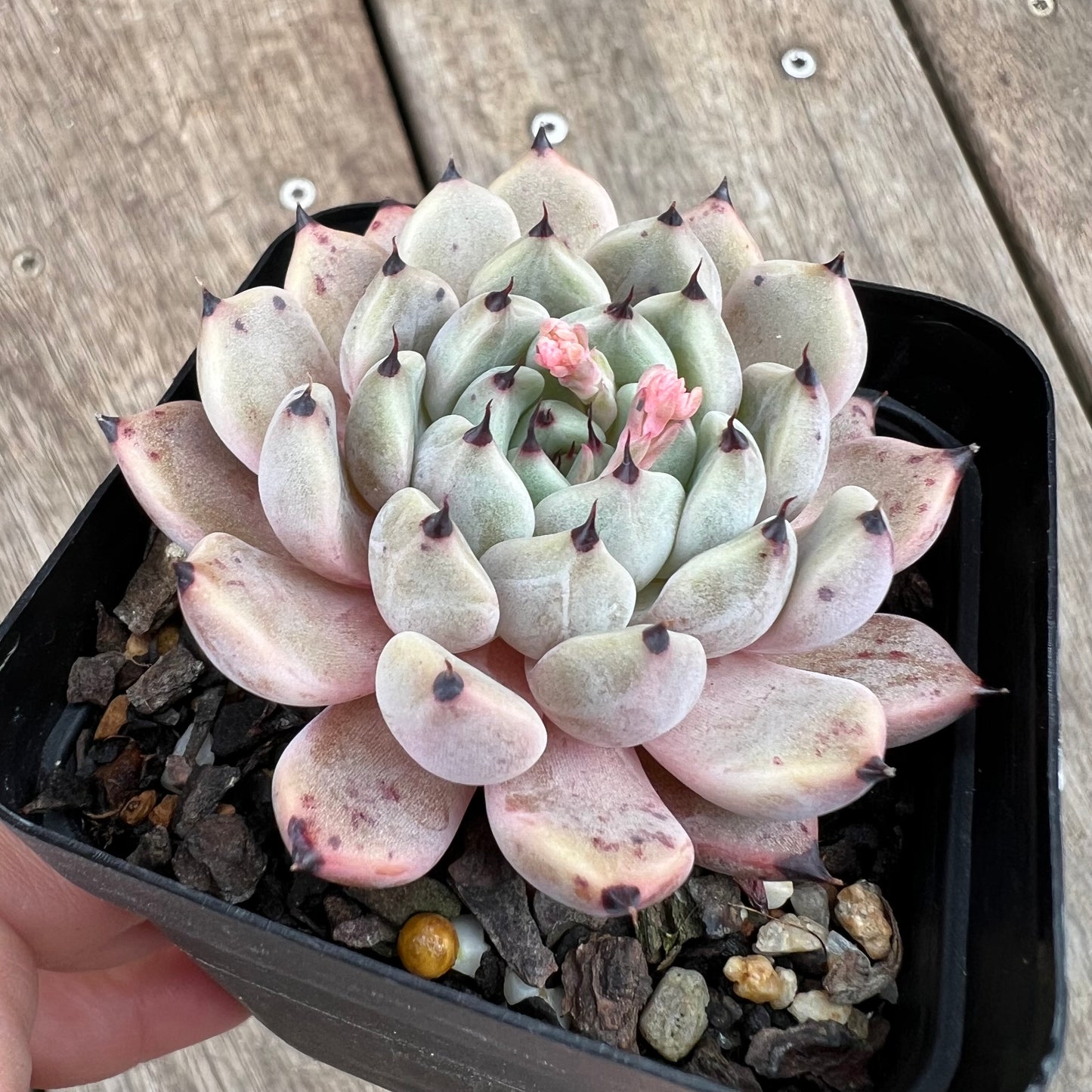 1807 Echeveria Cuspidata var.Zaragozae