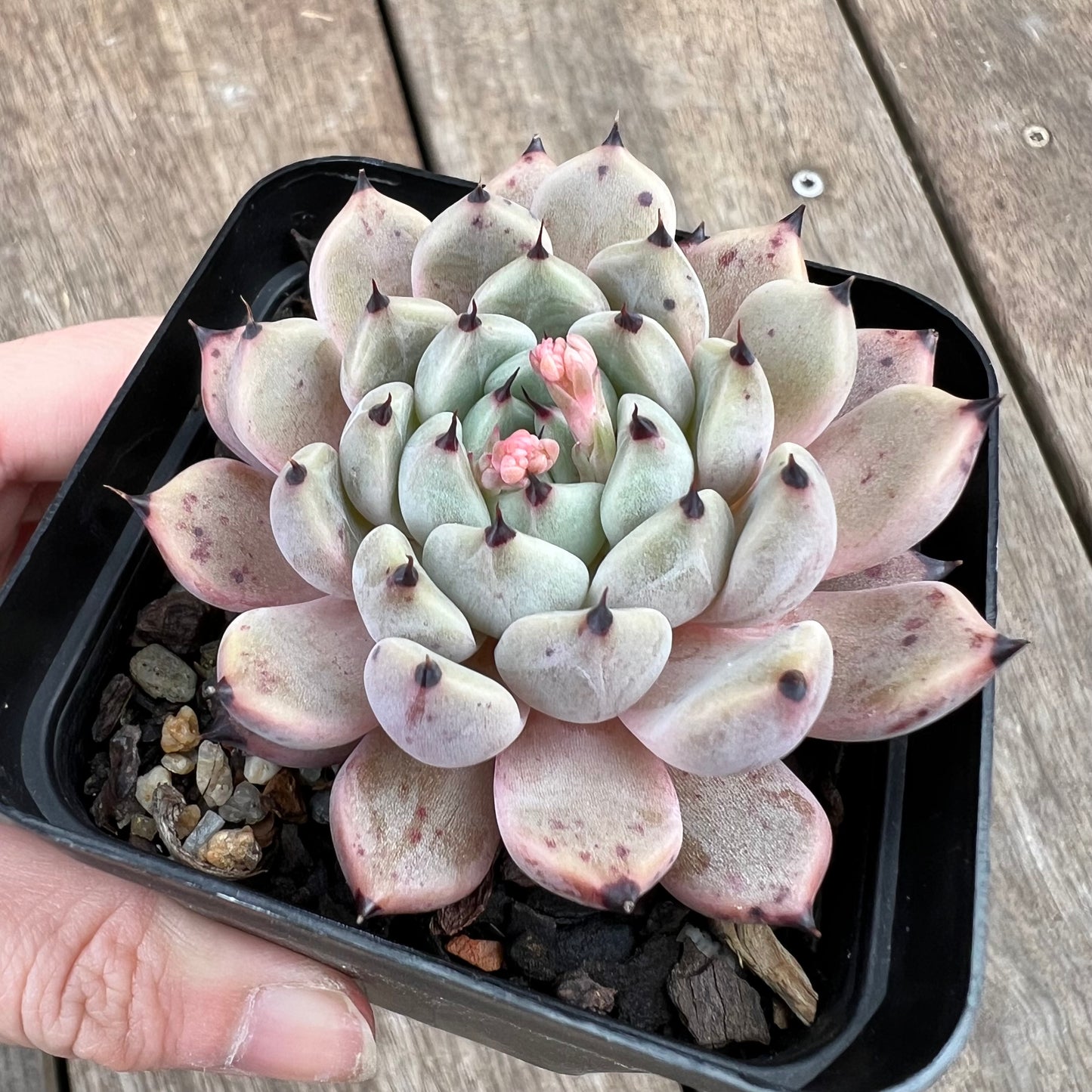 1807 Echeveria Cuspidata var.Zaragozae