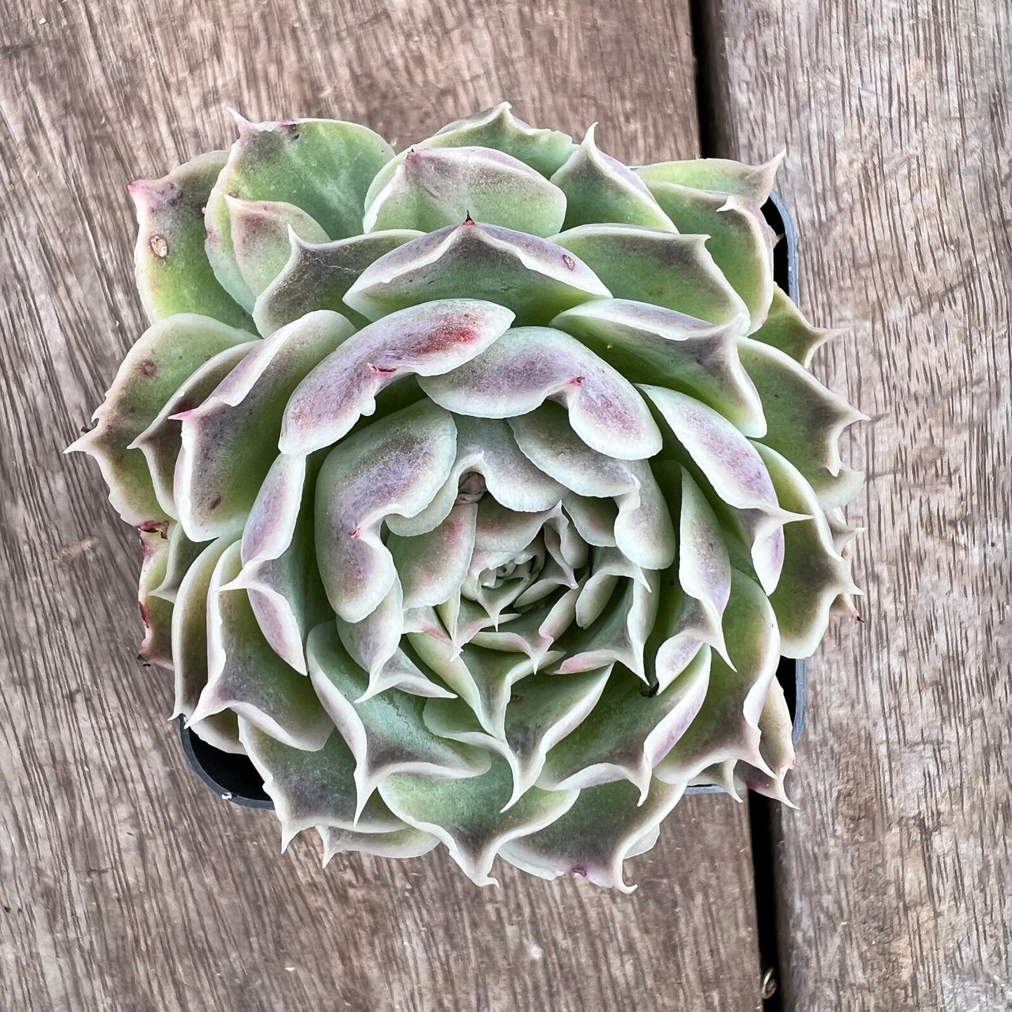 1807 Echeveria Gilo x Simulans 'Laguna Sanchez'