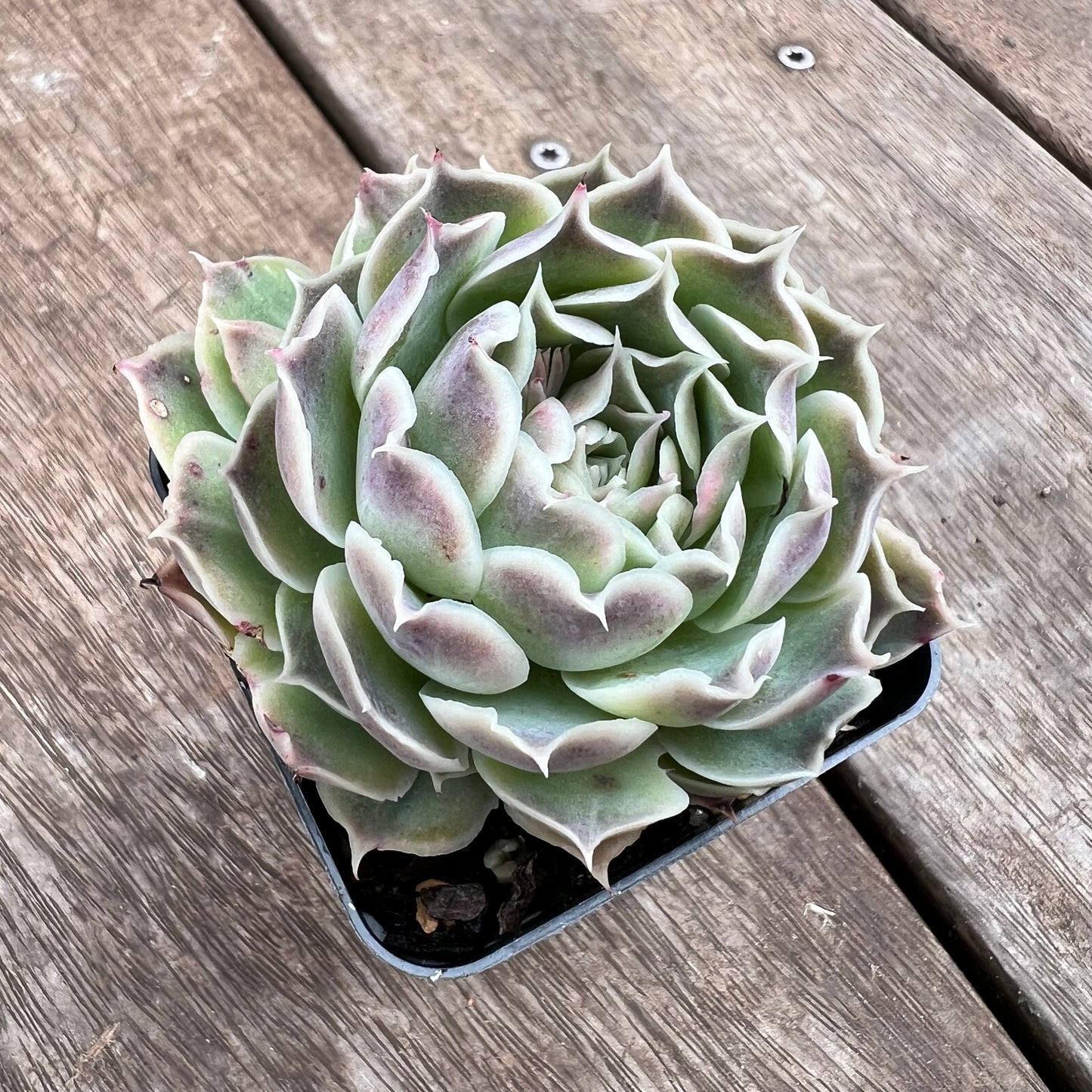 1807 Echeveria Gilo x Simulans 'Laguna Sanchez'