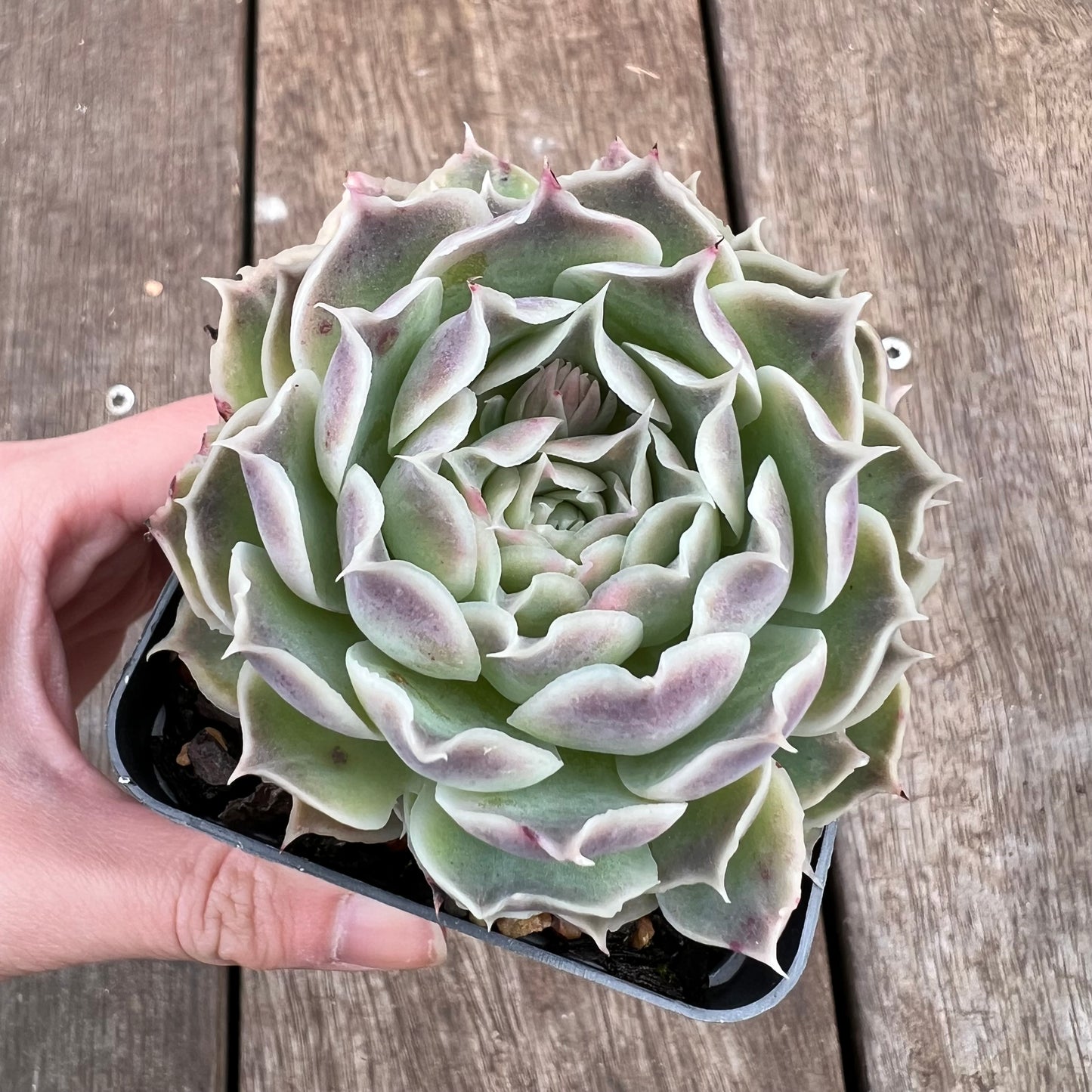 1807 Echeveria Gilo x Simulans 'Laguna Sanchez'