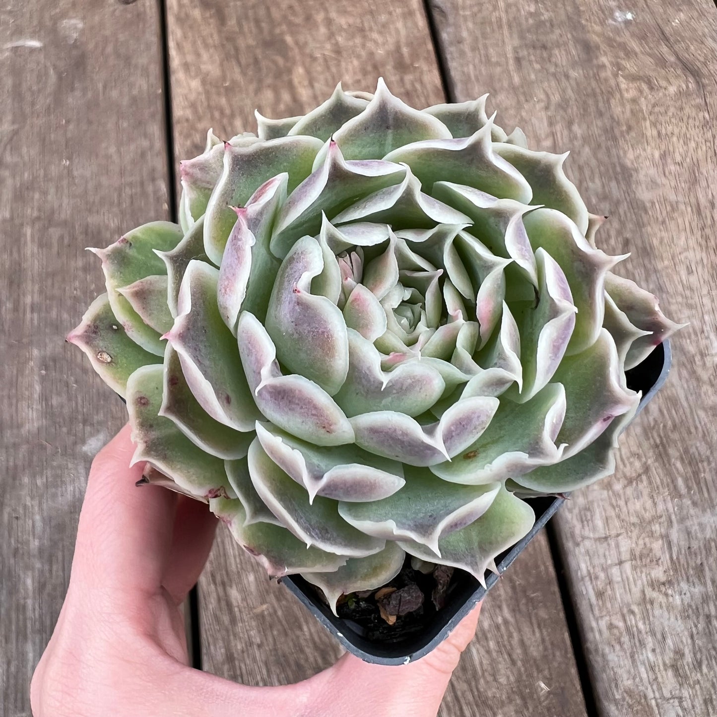 1807 Echeveria Gilo x Simulans 'Laguna Sanchez'