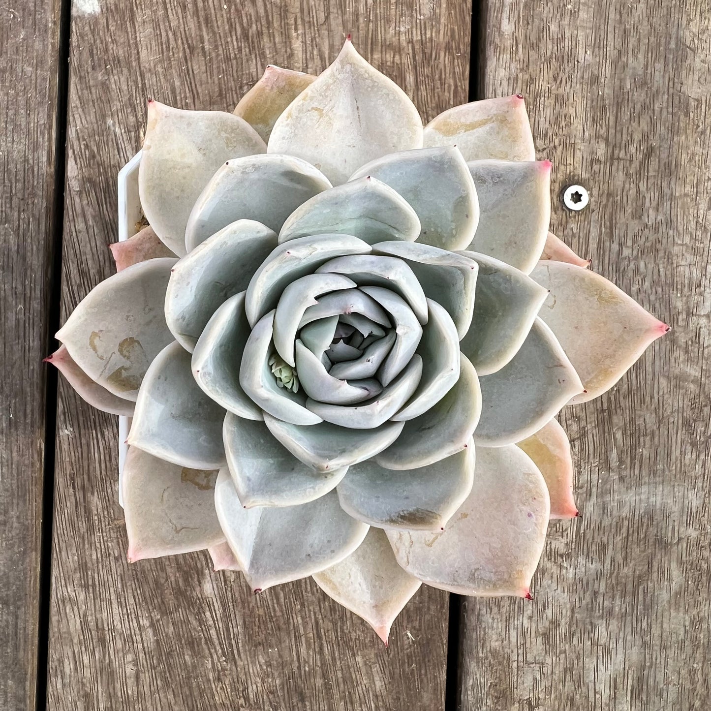 1807 雪莲杂沙维纳公主