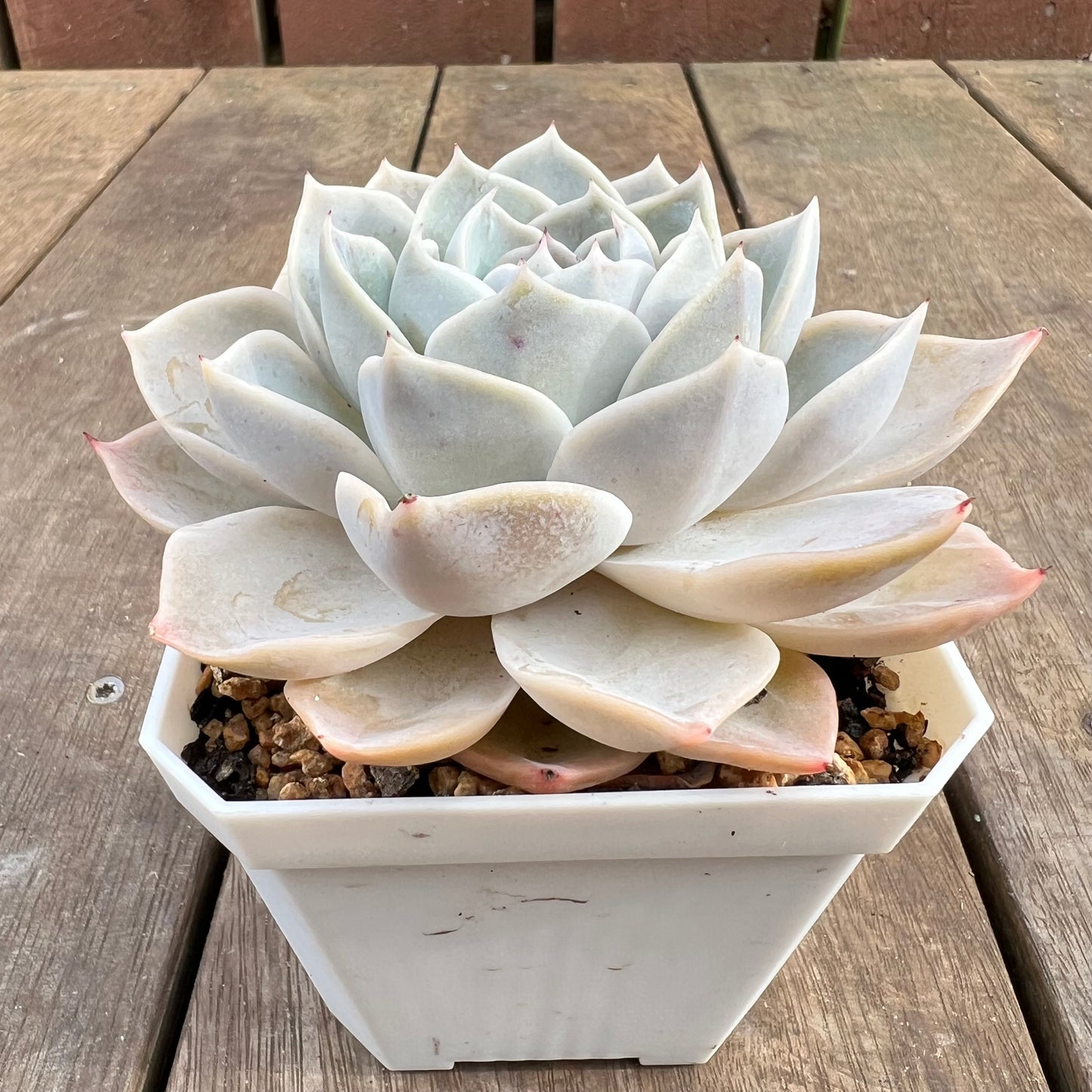 1807 雪莲杂沙维纳公主