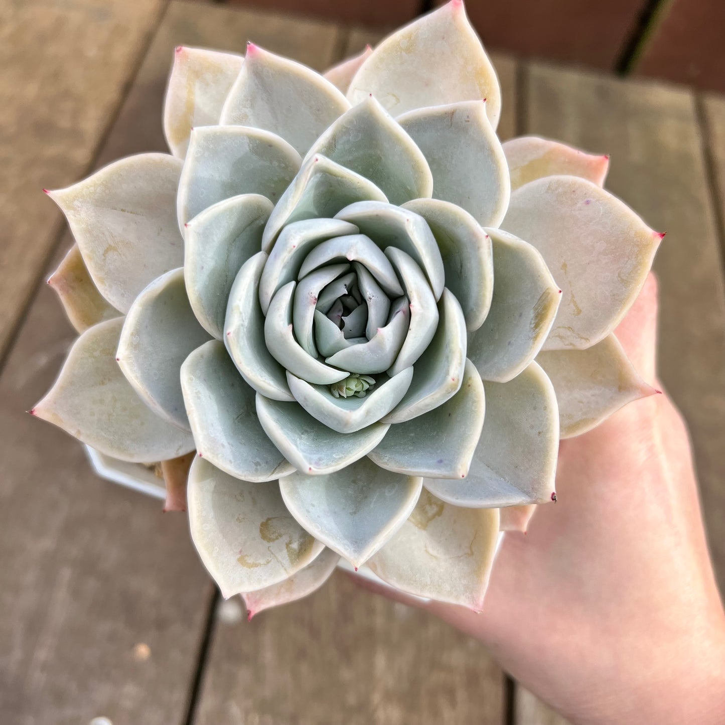 1807 雪莲杂沙维纳公主