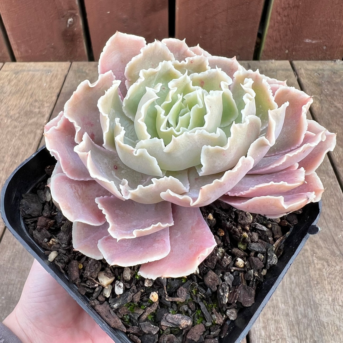 1807 沙维纳公主