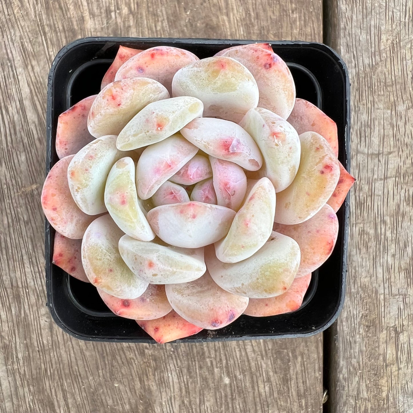1807 Echeveria Snow Angel