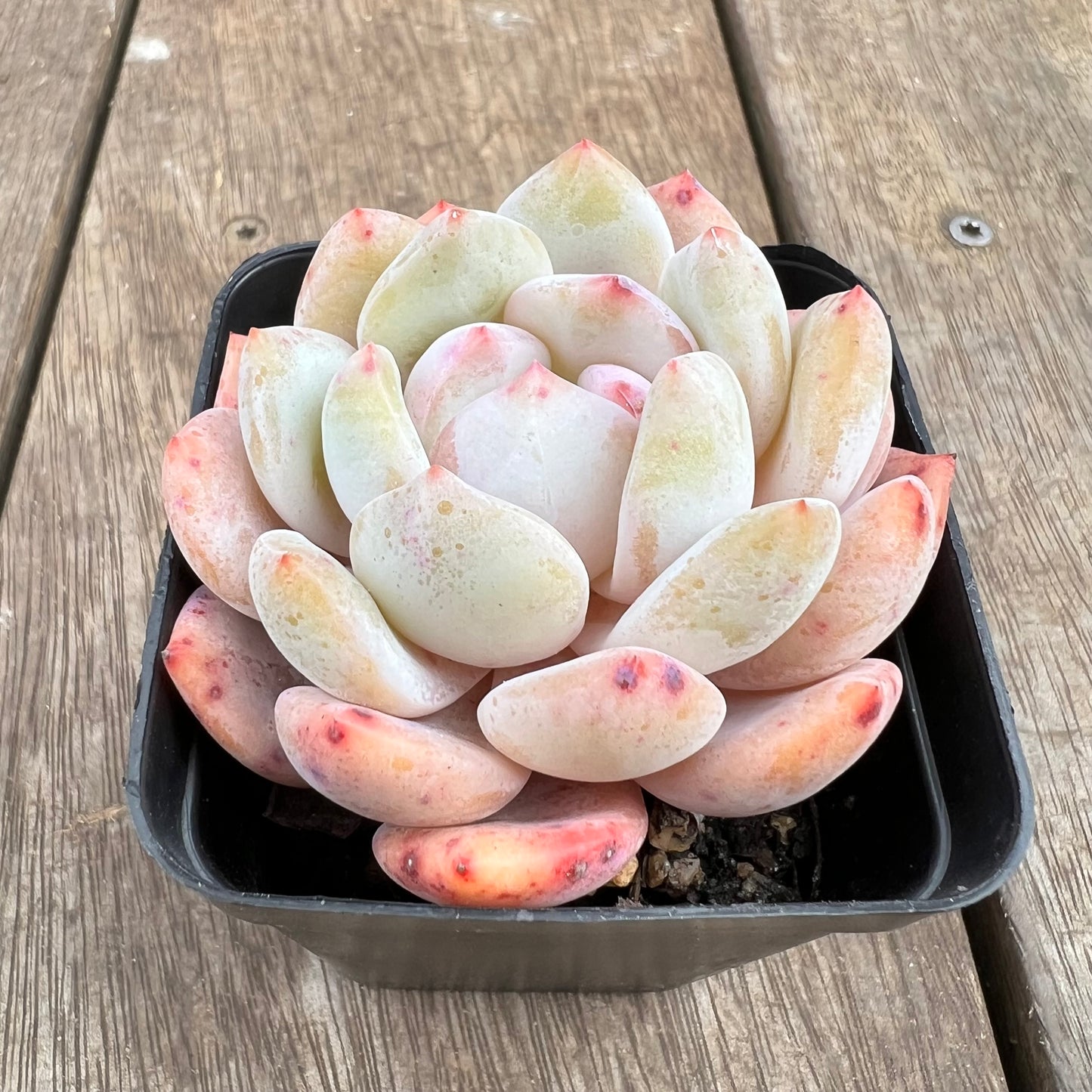 1807 Echeveria Snow Angel