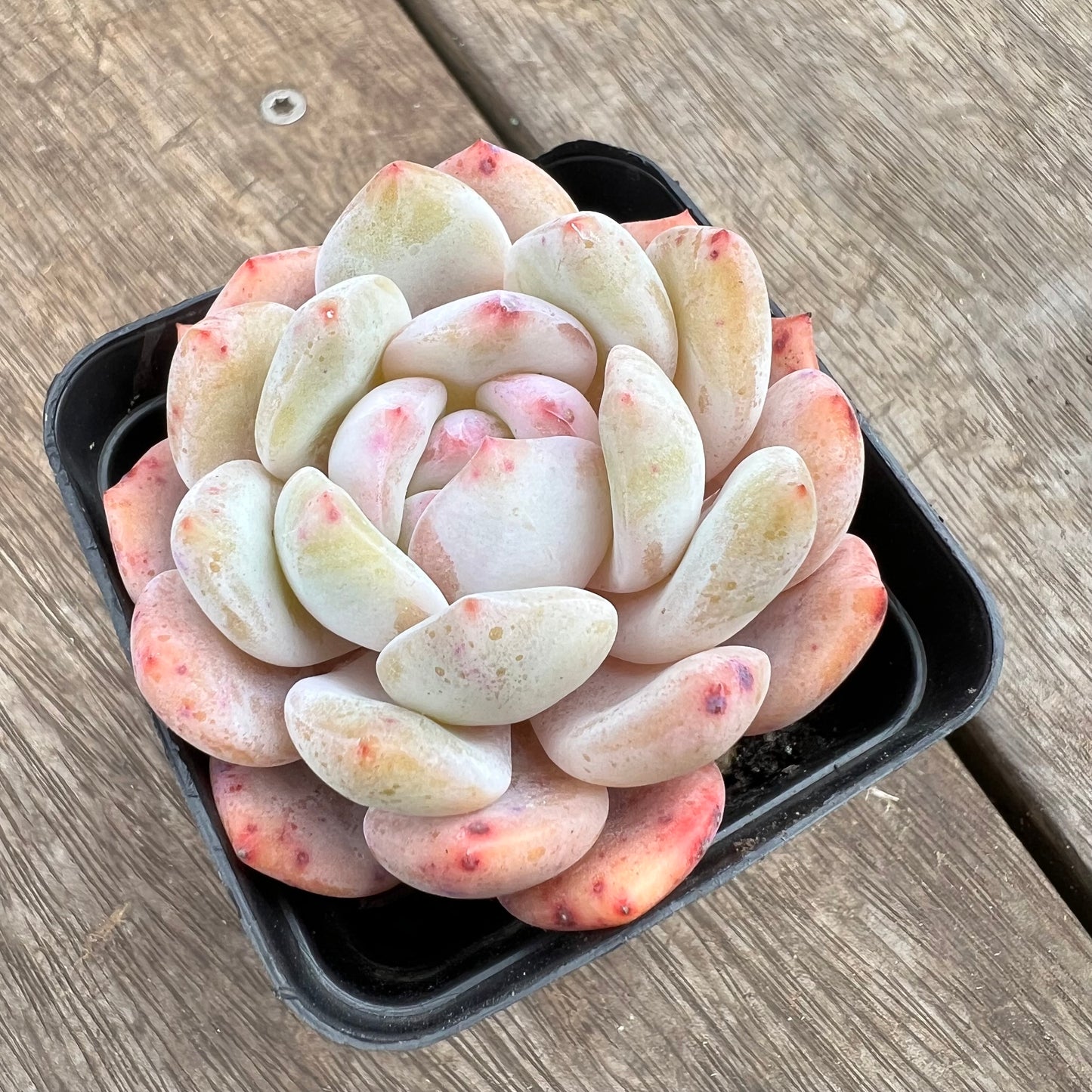 1807 Echeveria Snow Angel