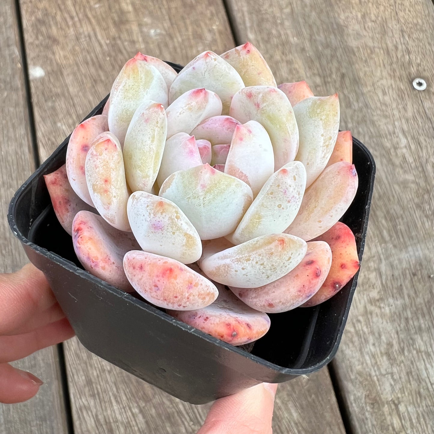 1807 Echeveria Snow Angel