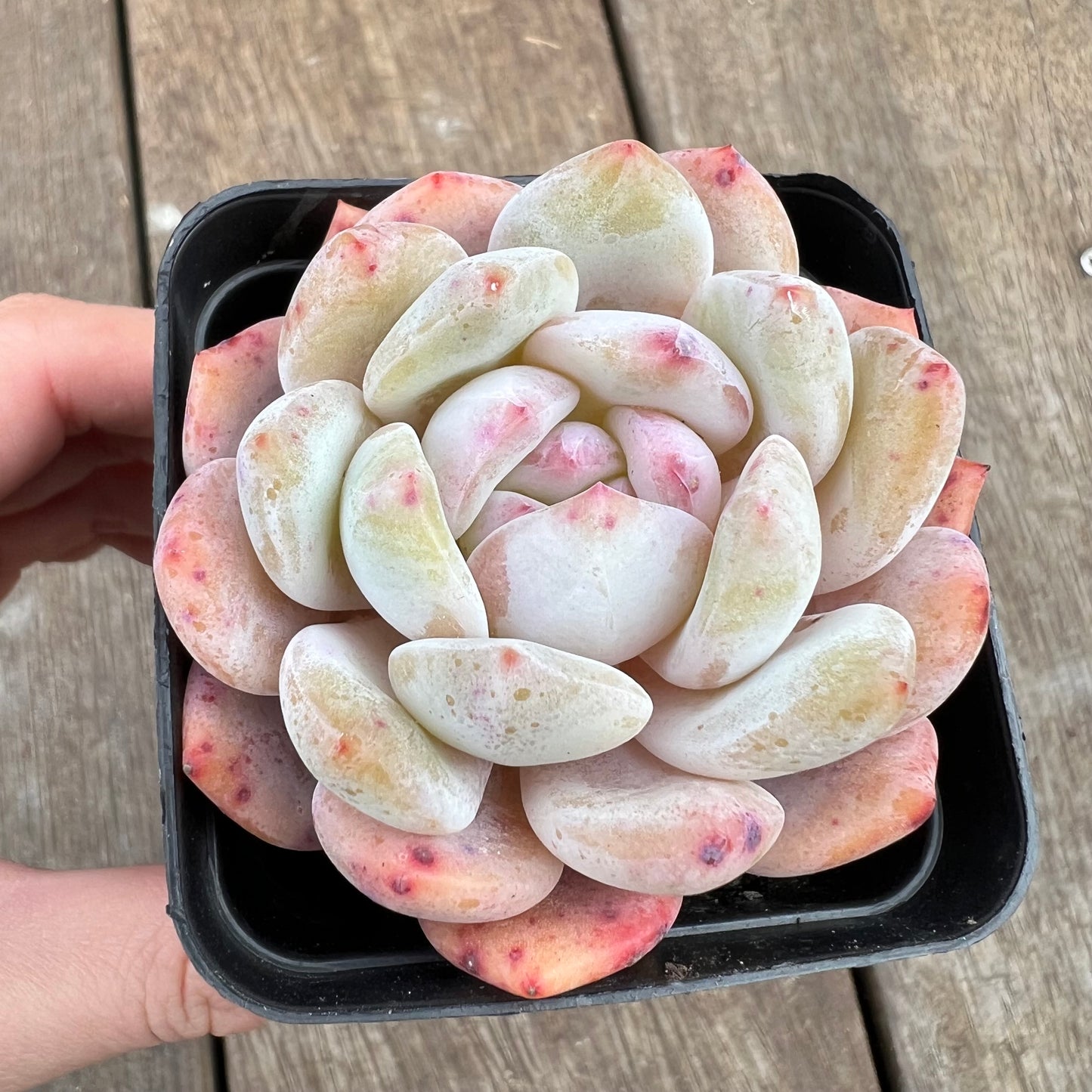 1807 Echeveria Snow Angel
